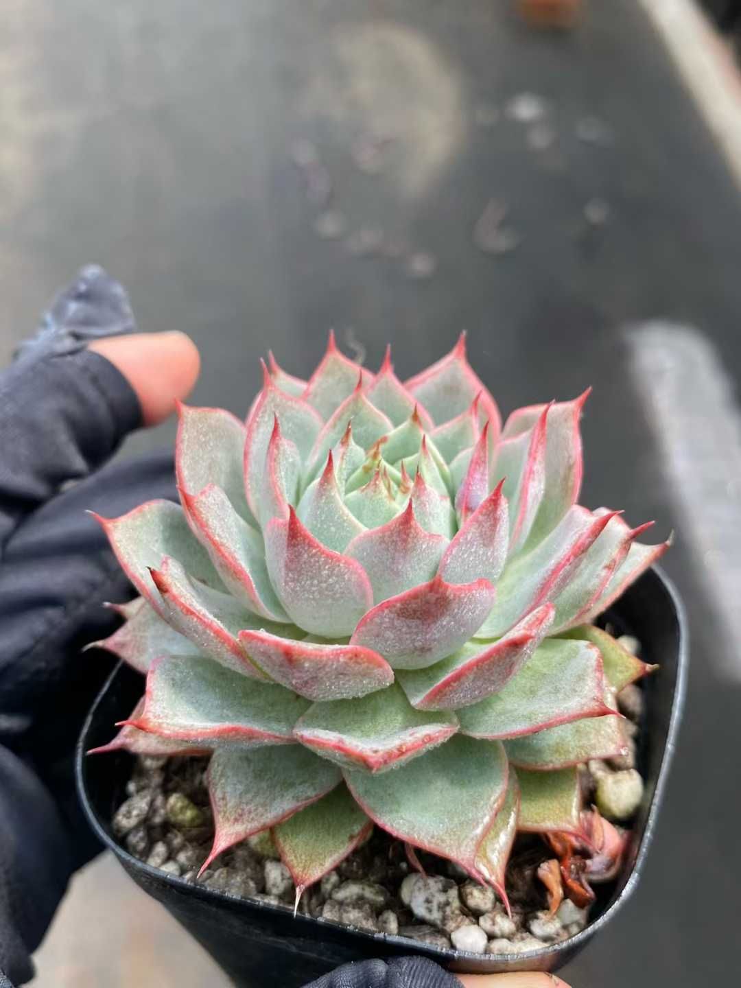 50株の抜き苗セット】リンゼアナ 多肉植物 佐川急便発送 エケベリア