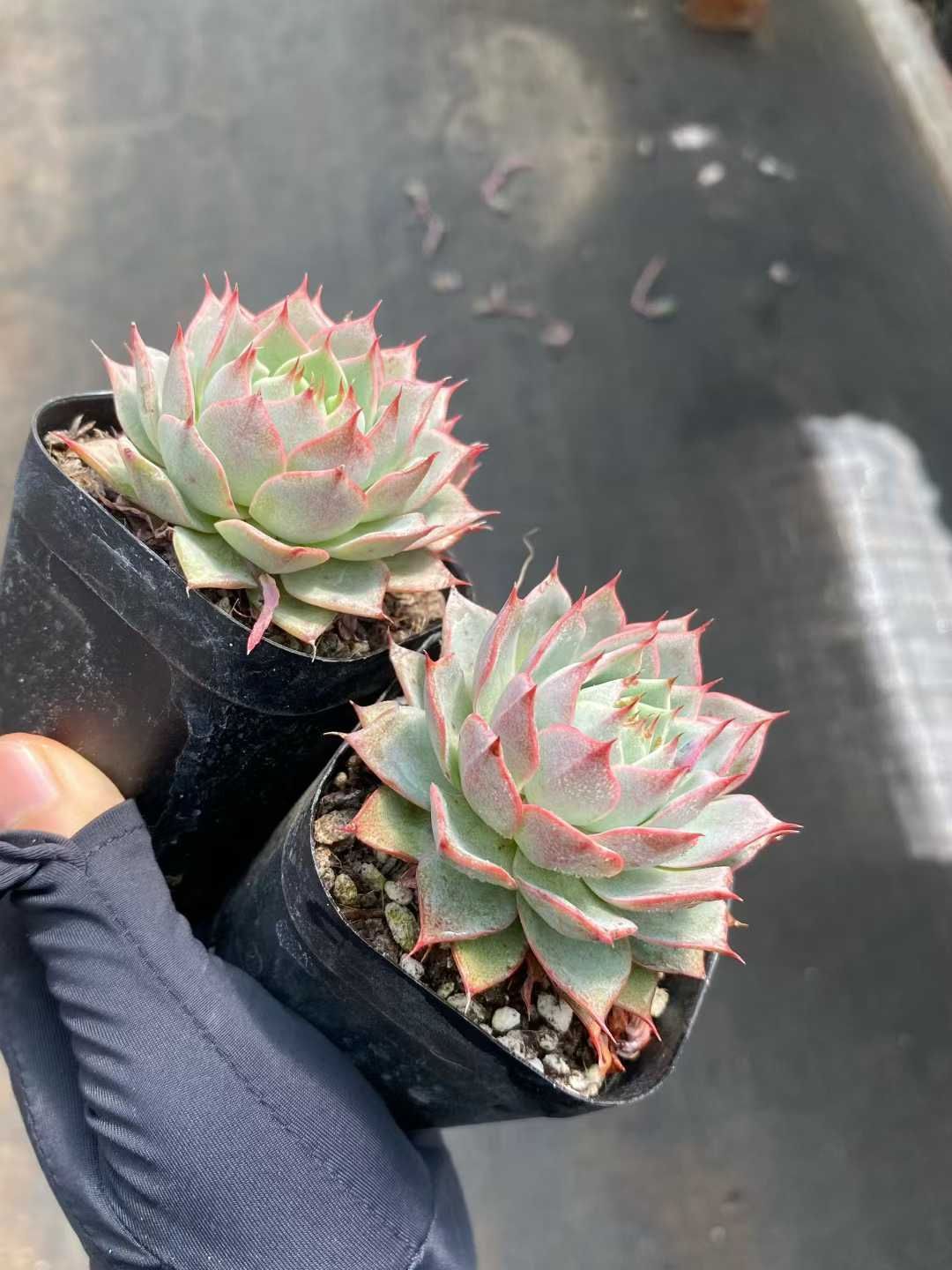 和*肉様 U609　リンゼアナ（多頭）　抜き苗　16株　多肉 エケベリア 韓国苗 50株の抜き苗セット】リンゼアナ 多肉植物 佐川急便発送 エケベリア