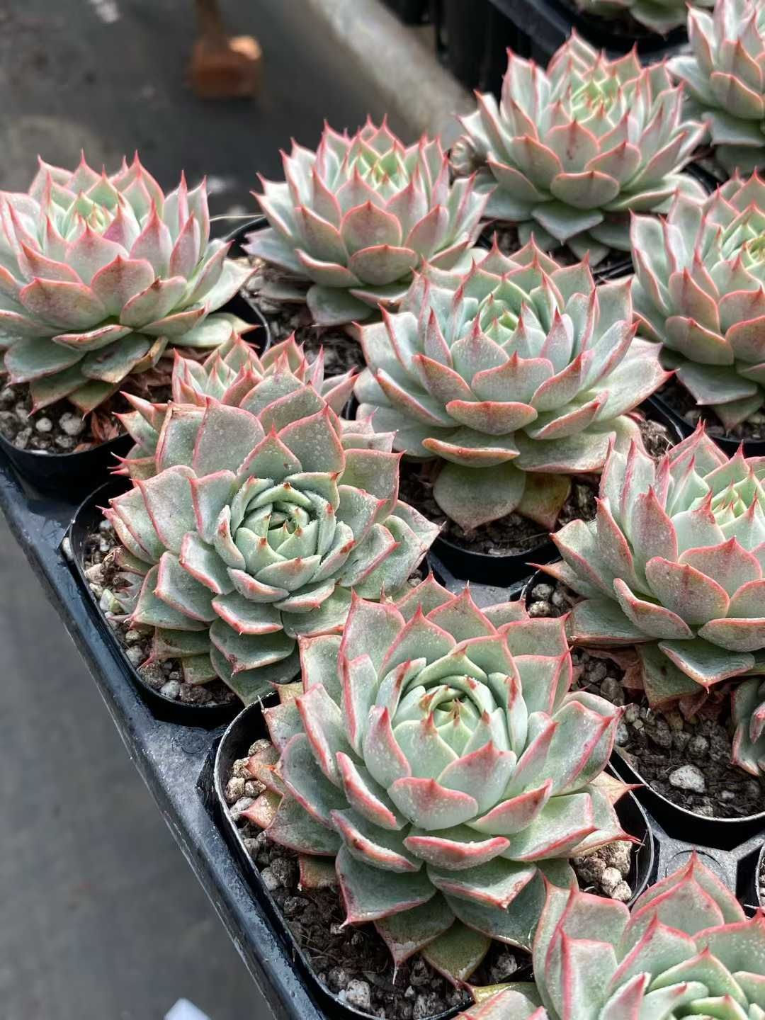 和*肉様 U609　リンゼアナ（多頭）　抜き苗　16株　多肉 エケベリア 韓国苗 50株の抜き苗セット】リンゼアナ 多肉植物 佐川急便発送 エケベリア