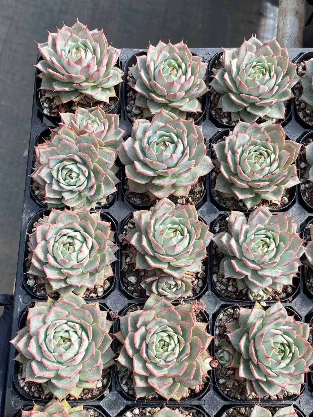 50株の抜き苗セット】リンゼアナ 多肉植物 佐川急便発送 エケベリア