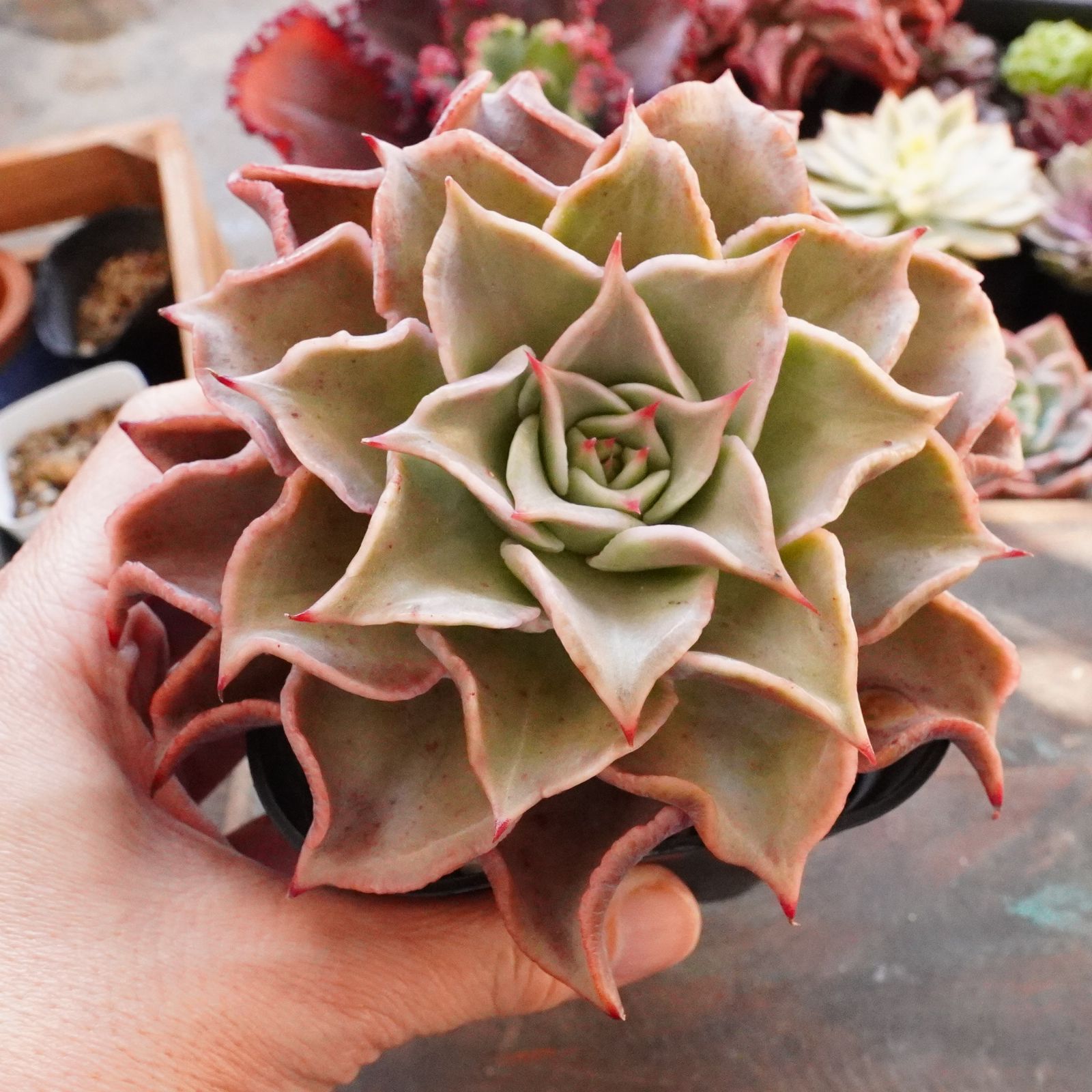 大きめサイズ！【マディバ】韓国多肉 エケベリア ピンク - メルカリ