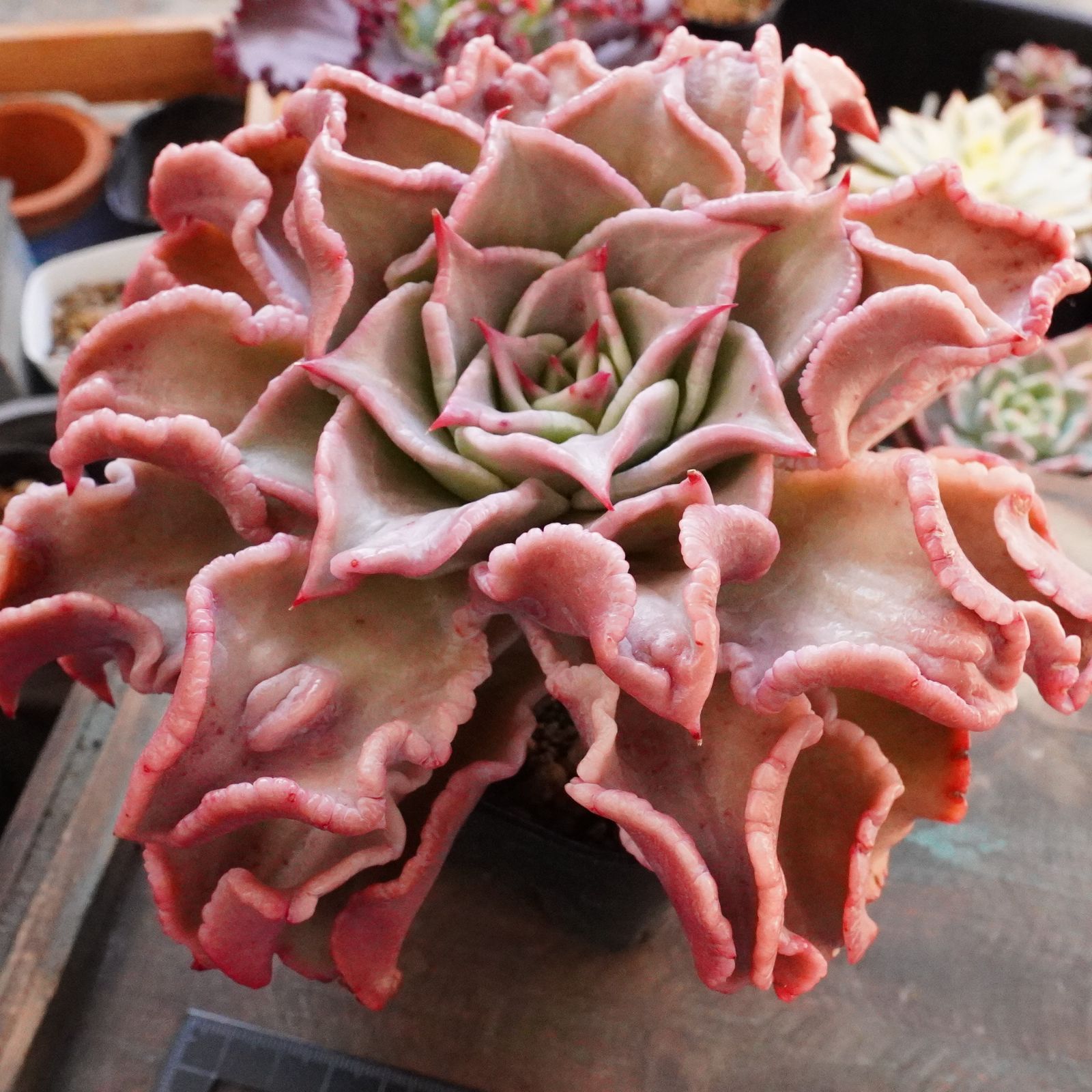 上 特大ドロップマディバ エケベリア 韓国多肉 上の美しさ 言う事ない圧巻の苗