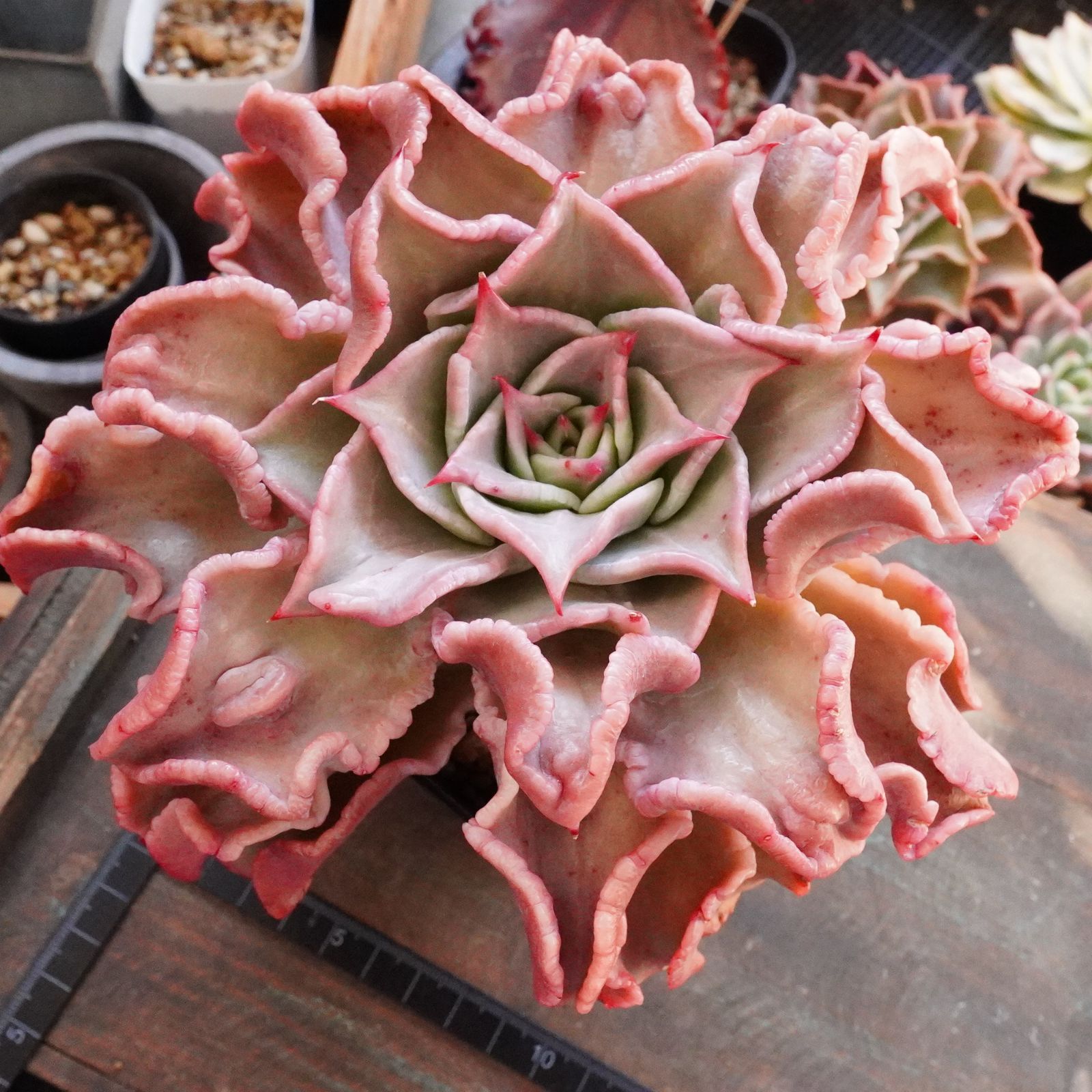 極上※【特大ドロップマディバ】エケベリア 大人気 韓国多肉 極上の美