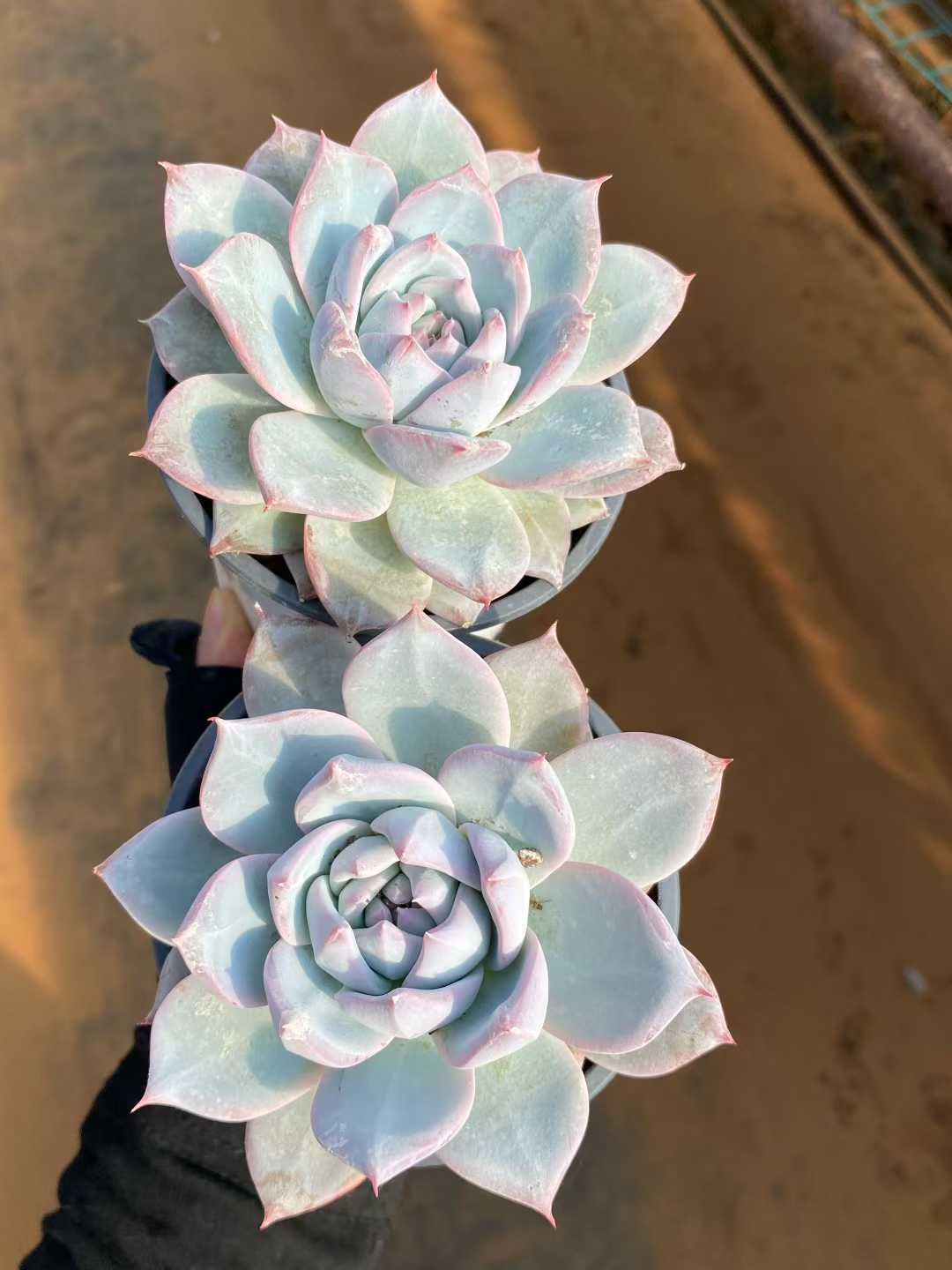 24株の抜き苗セット】ブルーバード 多肉植物 佐川急便発送 エケベリア