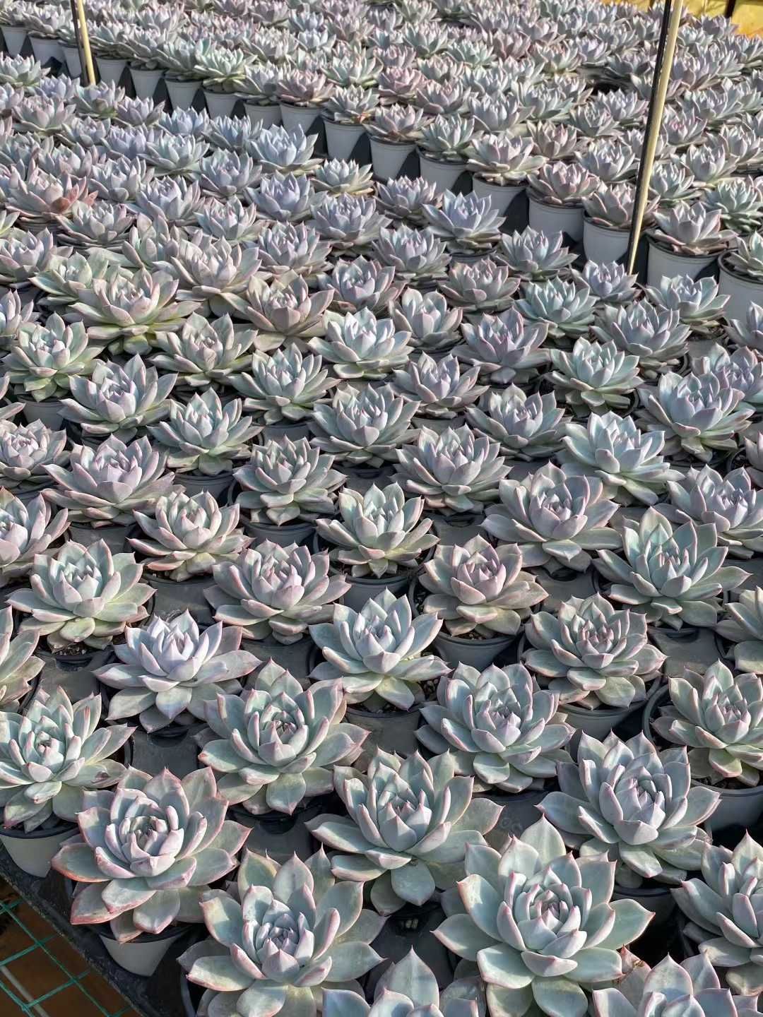 24株の抜き苗セット】ブルーバード 多肉植物 佐川急便発送 エケベリア