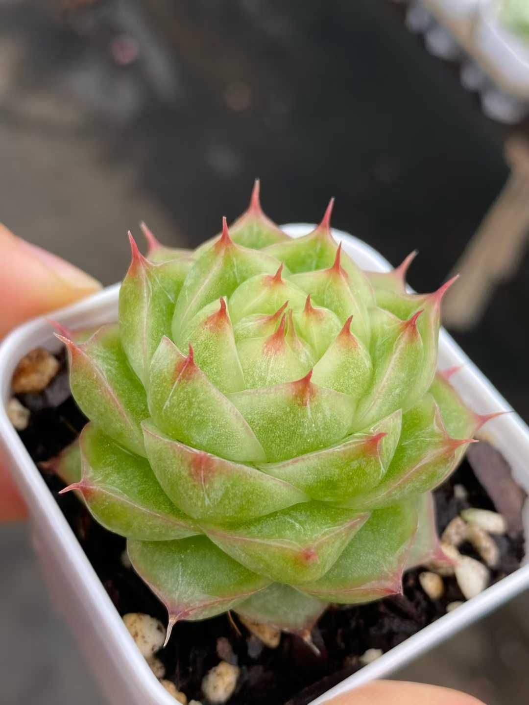 24株の抜き苗セット グリーンティー 多肉植物 佐川急便発送 エケベリア 韓国苗 MY 819