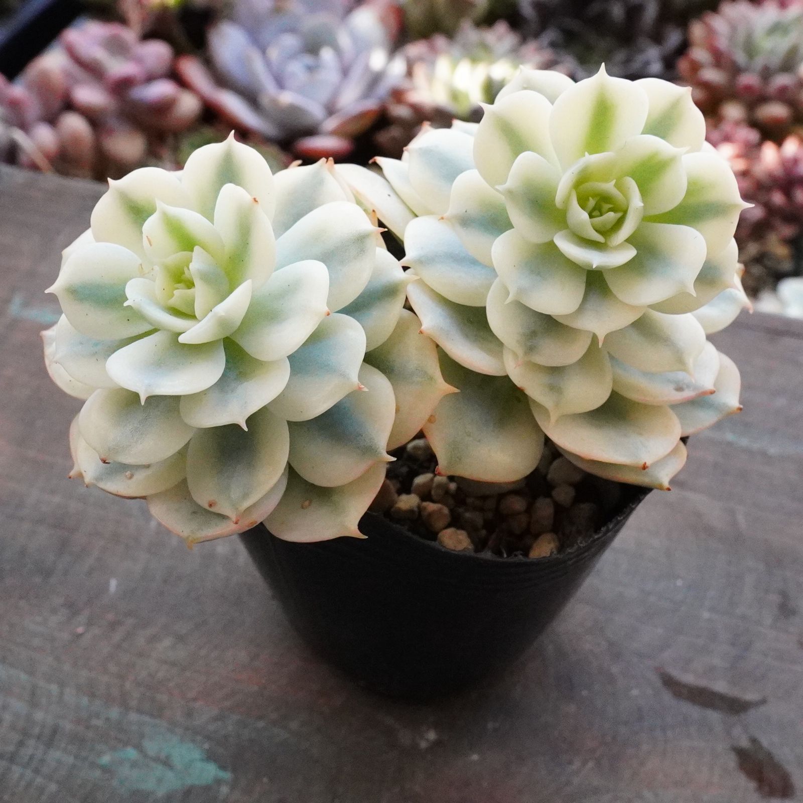 K*o様 【新品未使用】つば九郎 ほぼ等身大 ブランケット おやすみ