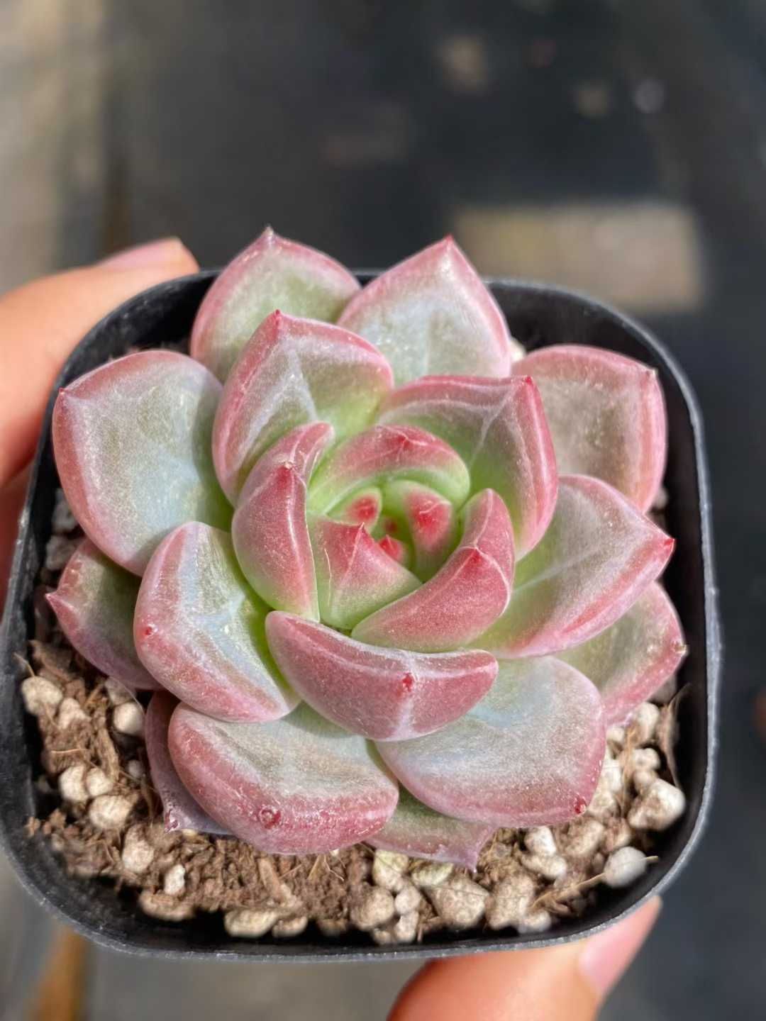 50株の抜き苗セット レッドシャンペーン 多肉植物 佐川急便発送 エケベリア 韓国苗 MY 820