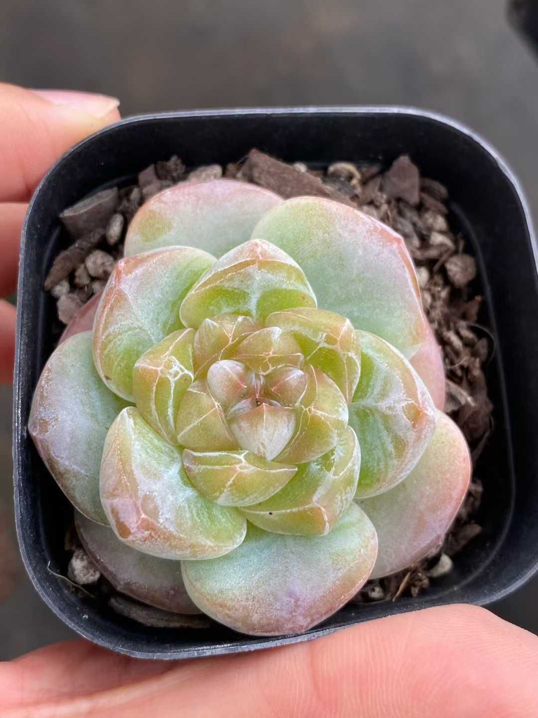 50株の抜き苗セット 厚い夢 多肉植物 佐川急便発送 エケベリア 韓国苗 MY 823