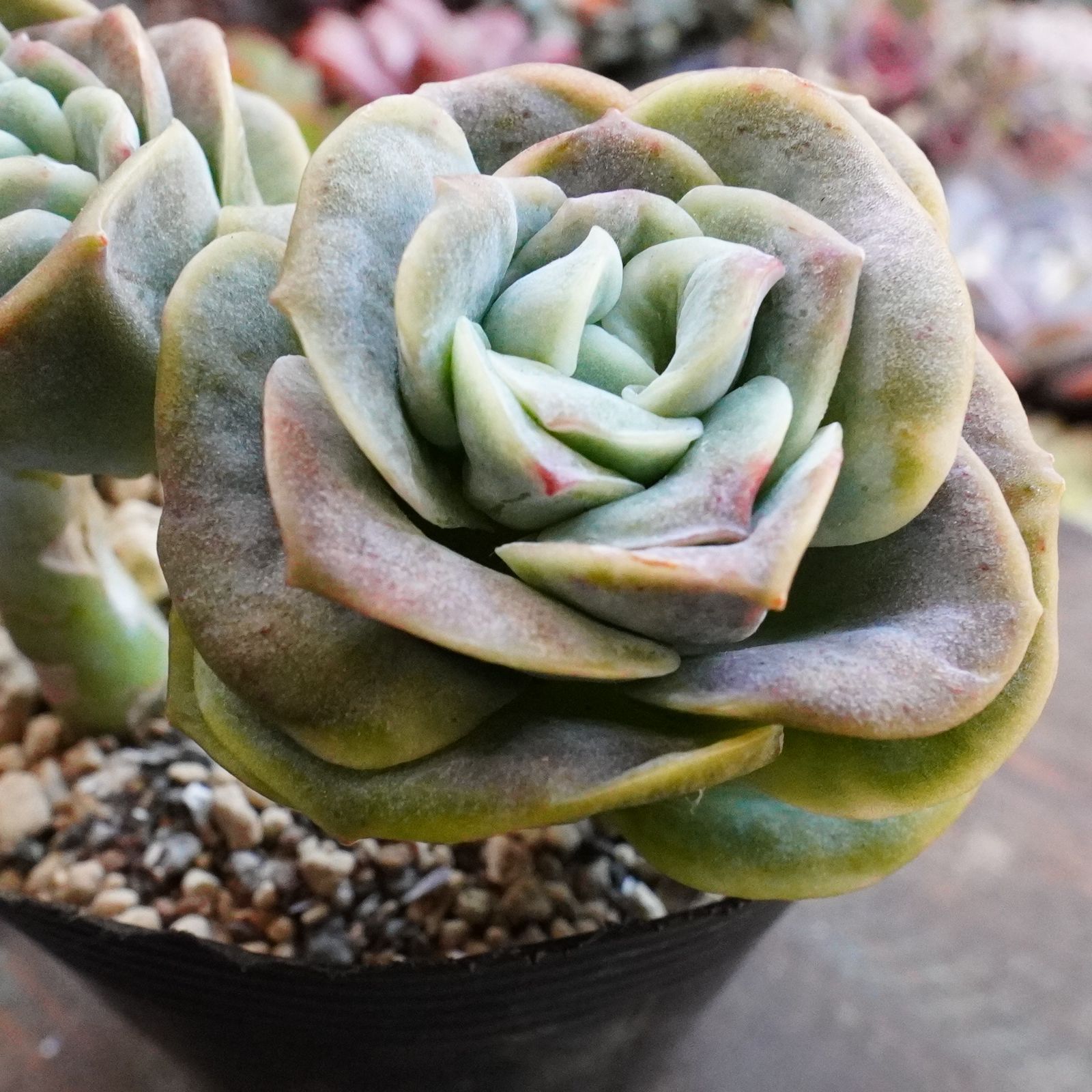 再入荷※【ラブリーローズ錦 】韓国多肉 エケベリア 斑入り 人気種