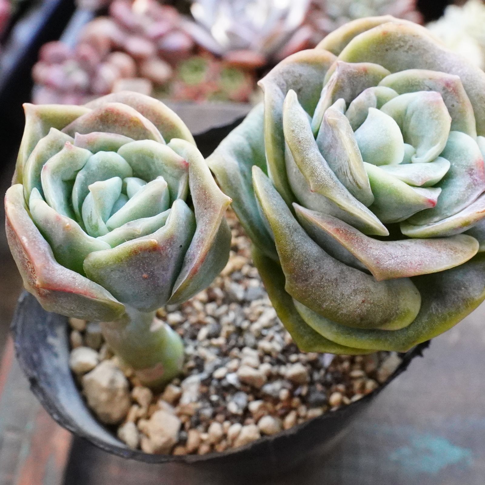 再入荷※【ラブリーローズ錦 】韓国多肉 エケベリア 斑入り 人気種