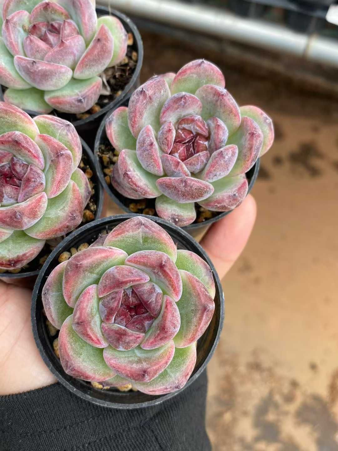 50株の抜き苗セット】ブルーベリー 多肉植物 佐川急便発送 エケベリア