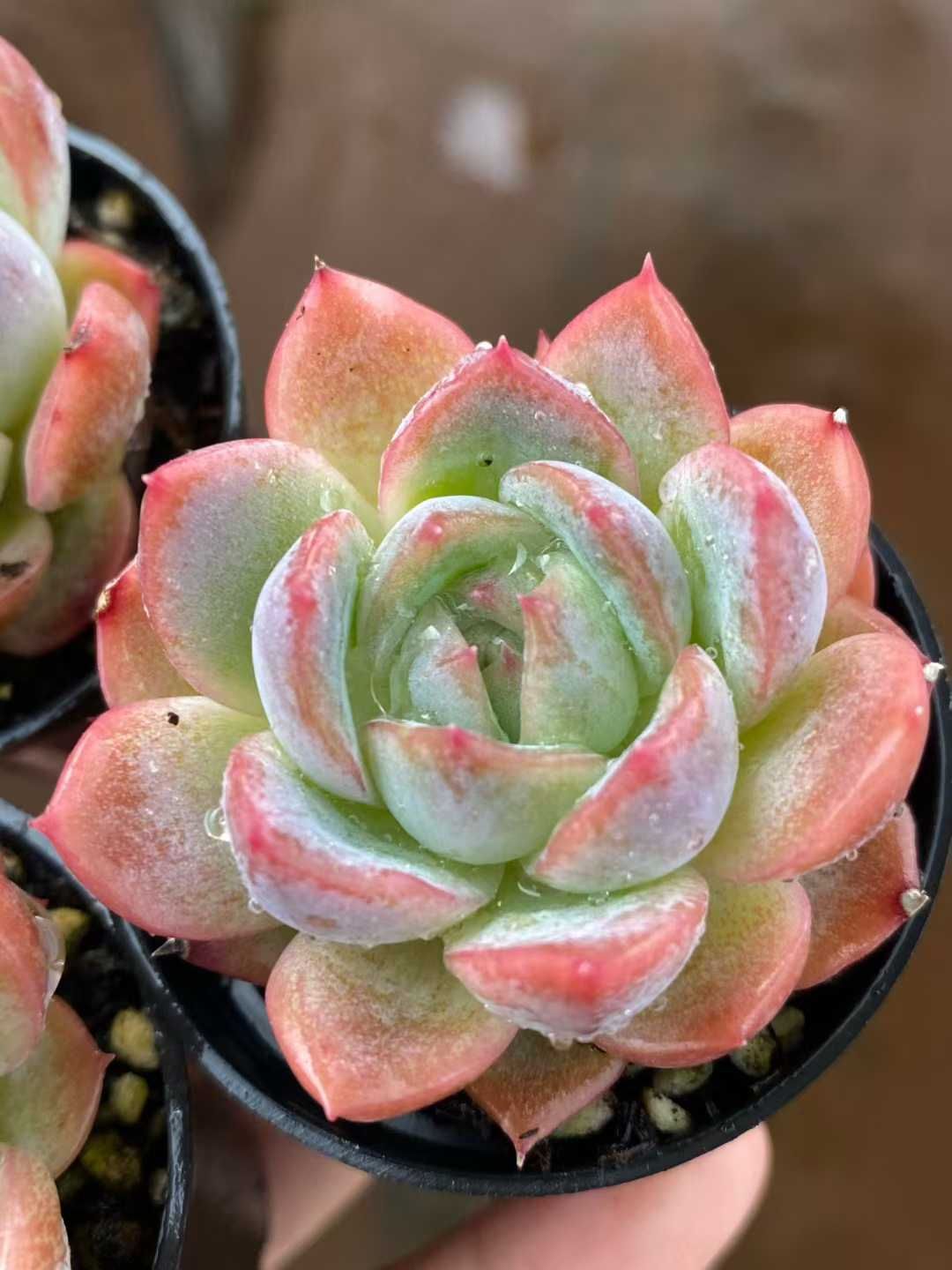 50株の抜き苗セット シチリア 多肉植物 佐川急便発送 エケベリア 韓国苗 MY 827