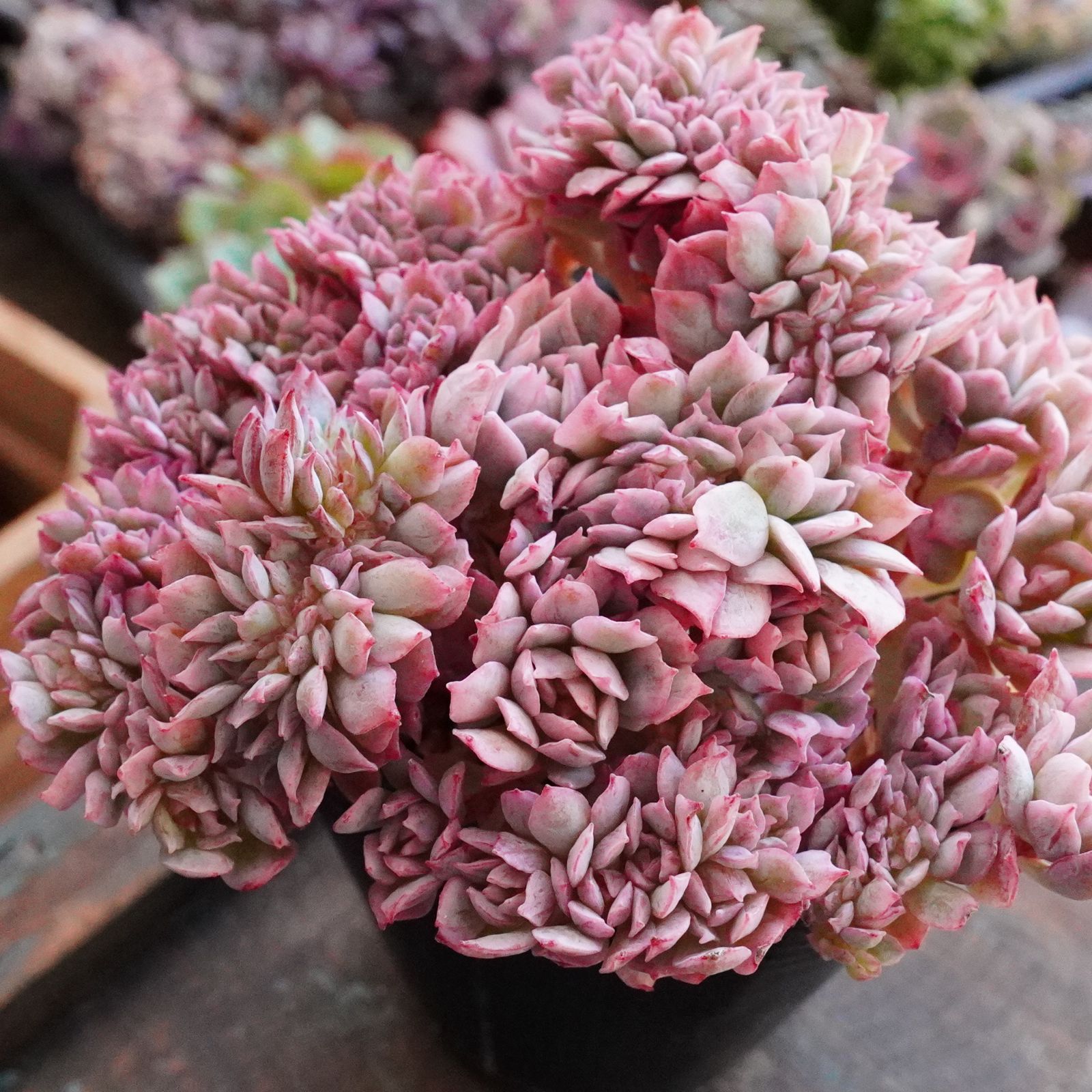 激レア※ 【ブラッドブリアナ錦綴化】斑入り エケベリア 綴化 極上 激