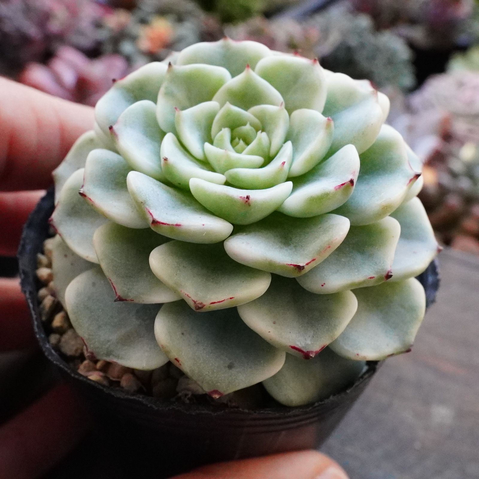 激レア※ 【沙羅姫牡丹錦 1】斑入り エケベリア 極上 韓国多肉 - メルカリ