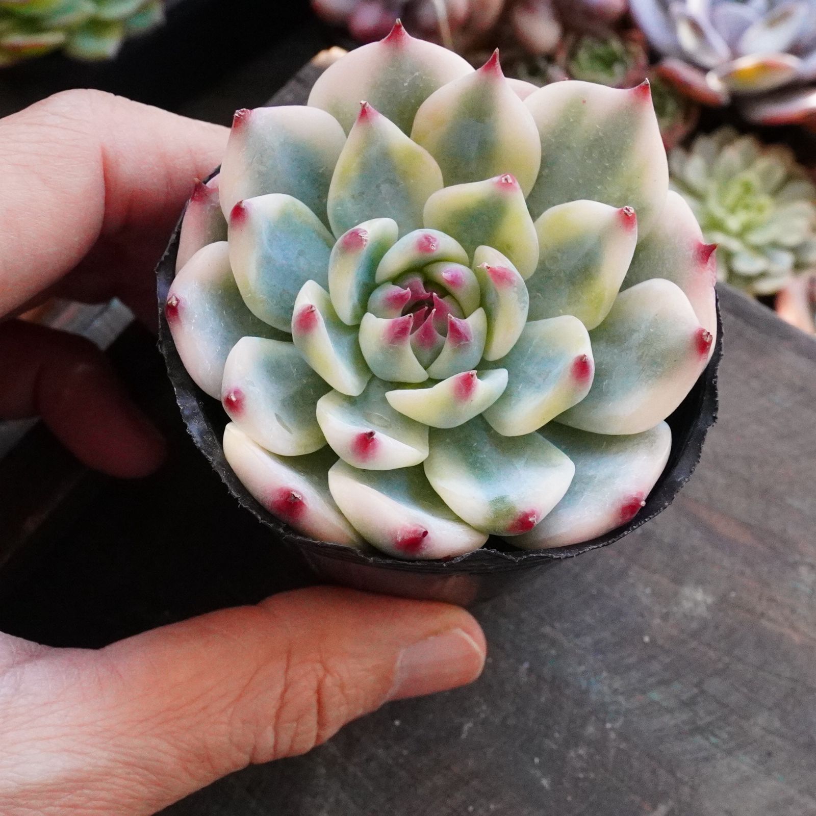 極美※【チワワエンシス錦 2】覆輪斑 韓国多肉 斑入り 大人気 - メルカリ