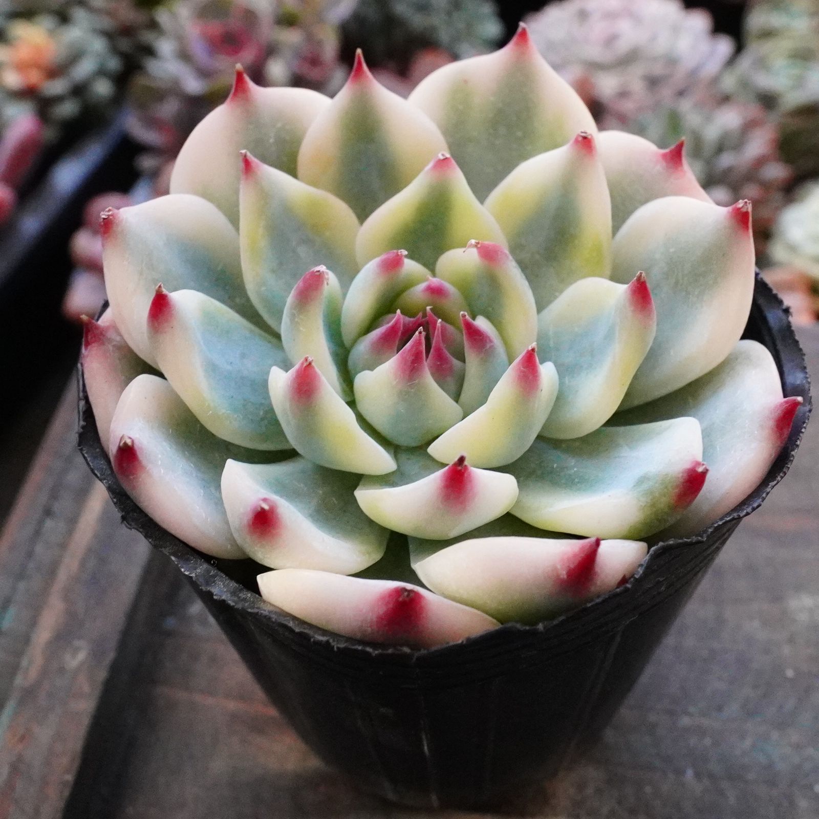 ユタエンシス sp 錦 大株 斑入り 覆輪 ユタエンシス sp 錦 大株 斑入り