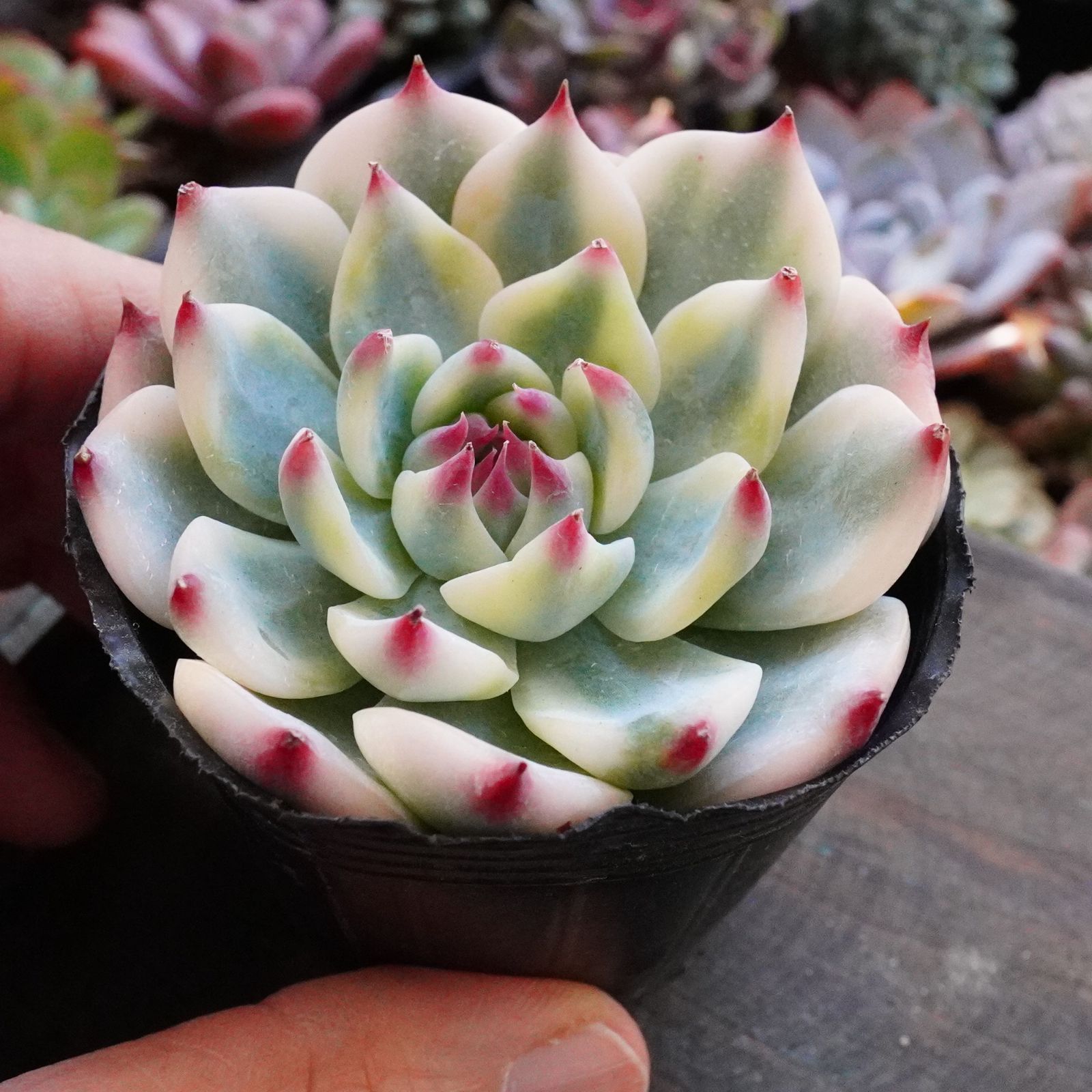 極美※【チワワエンシス錦 2】覆輪斑 韓国多肉 斑入り 大人気 - メルカリ