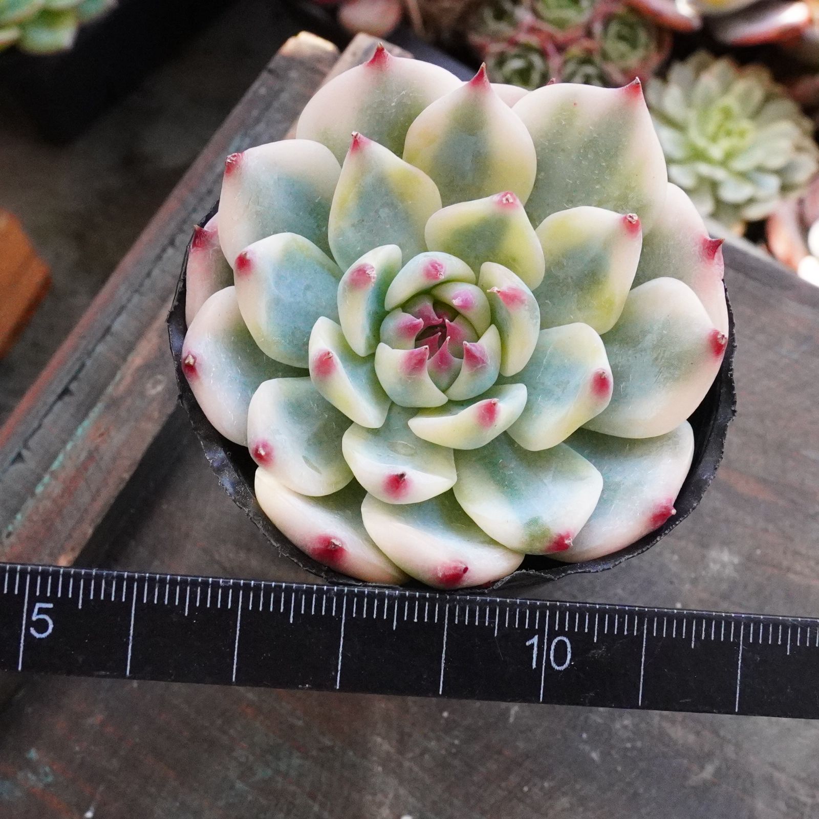 極美※【チワワエンシス錦 2】覆輪斑 韓国多肉 斑入り 大人気 - メルカリ