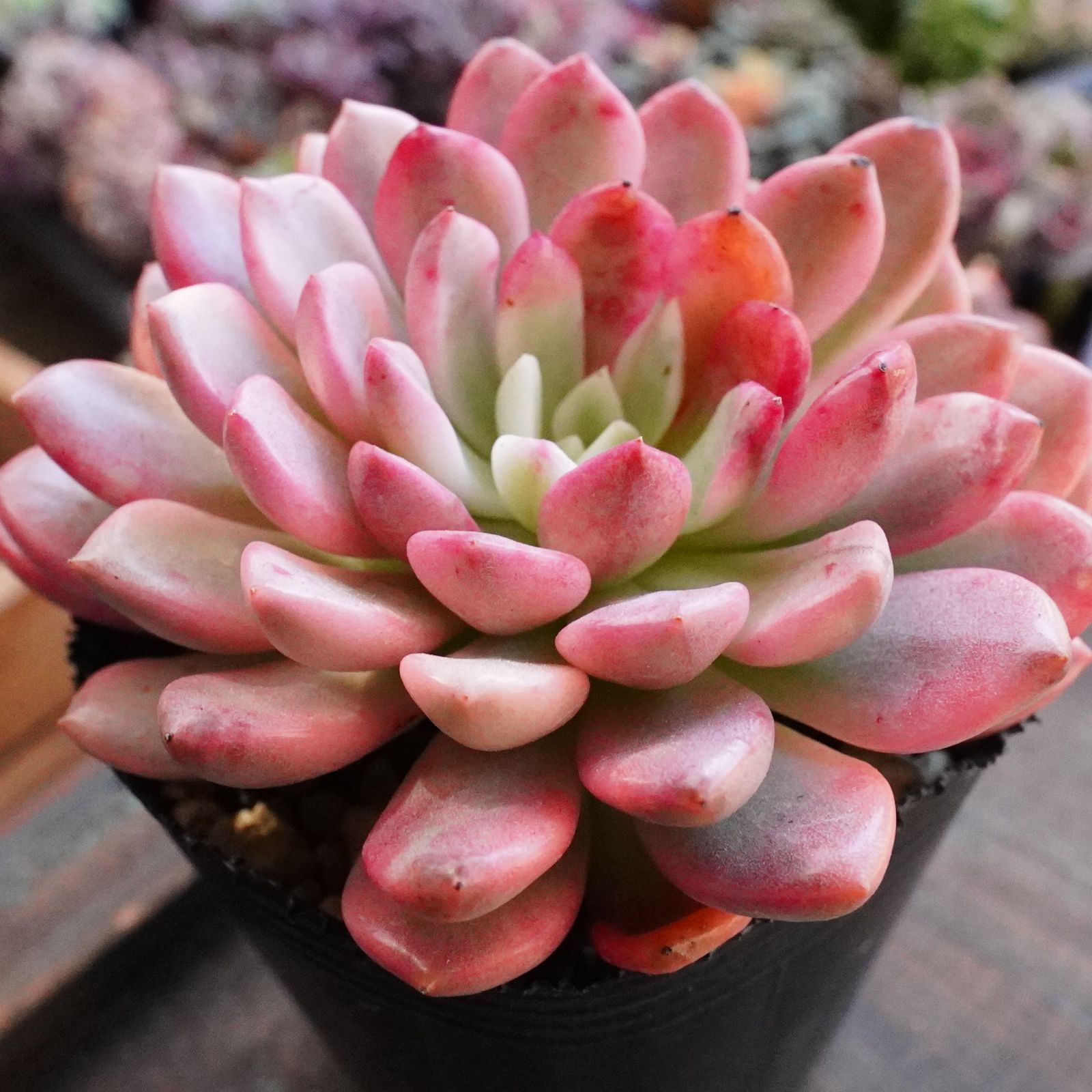 極美※【ピンクルビー錦 】覆輪斑 韓国多肉 斑入り 大人気 ピンクル