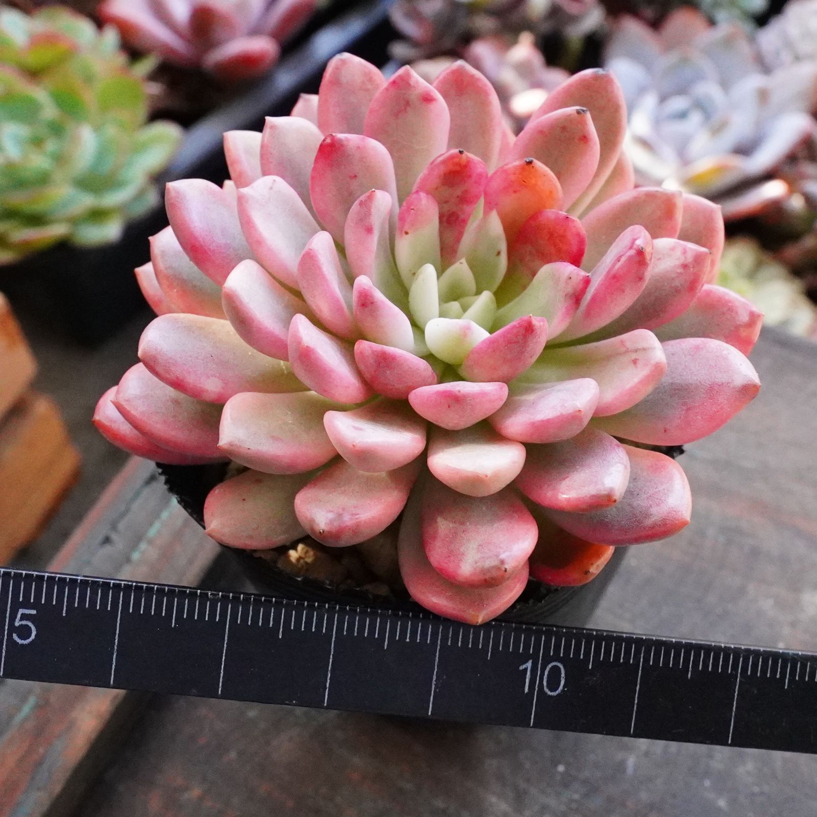 極美※【ピンクルビー錦 】覆輪斑 韓国多肉 斑入り 大人気 ピンクル