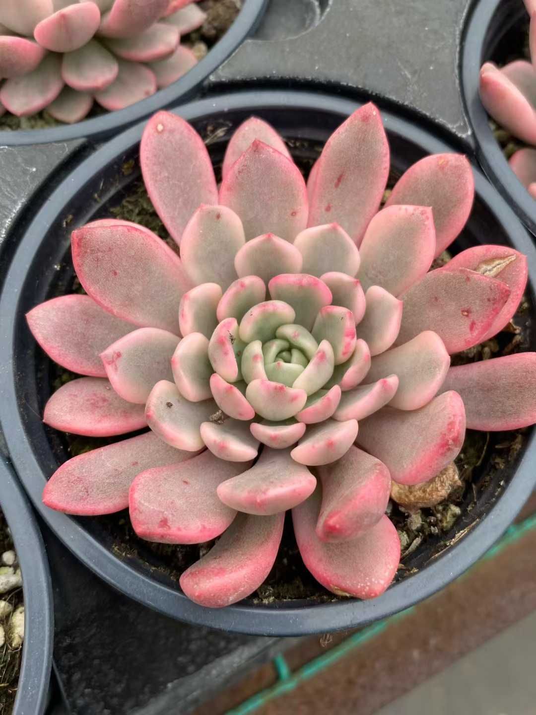 24株の抜き苗セット ルビー錦 多肉植物 佐川急便発送 エケベリア 韓国苗 MY 838