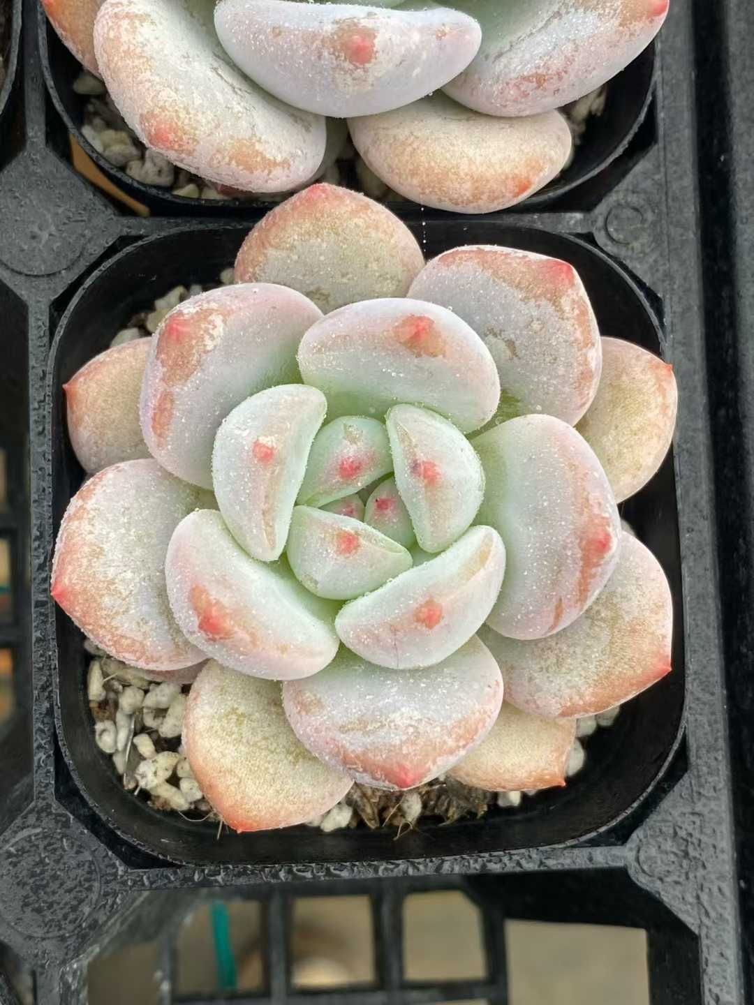 50株の抜き苗セット パルファムミルク 多肉植物 佐川急便発送 エケベリア 韓国苗 MY 839