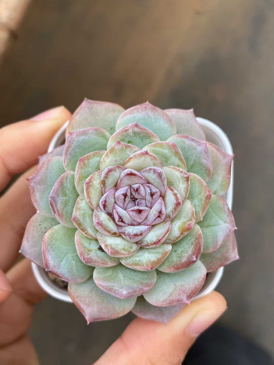 50株の抜き苗セット】アイスグリーン 多肉植物 佐川急便発送