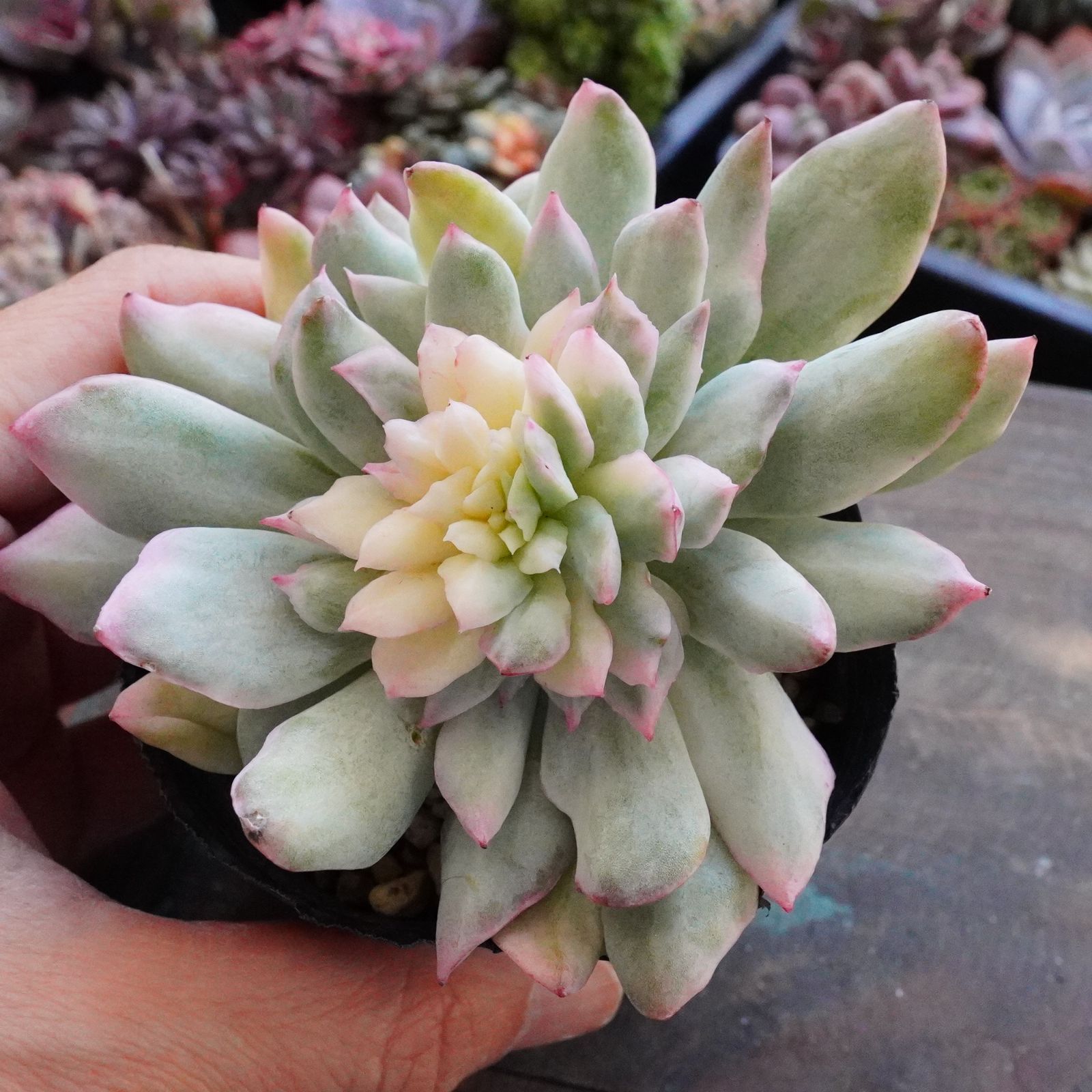 ブラッドブリアナ錦】斑入り エケベリア 極上 激レア - メルカリ