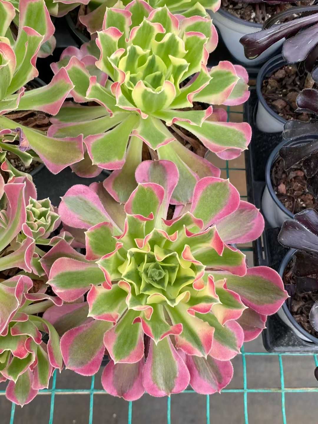 18株の抜き苗セット】白鳳 多肉植物 佐川急便発送 エケベリア 韓国苗