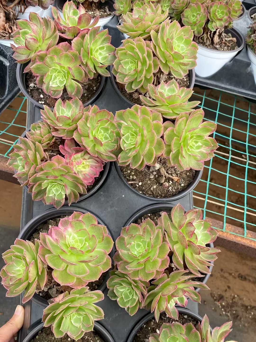 12株の抜き苗セット】ホタル錦 多肉植物 佐川急便発送 エケベリア 韓国