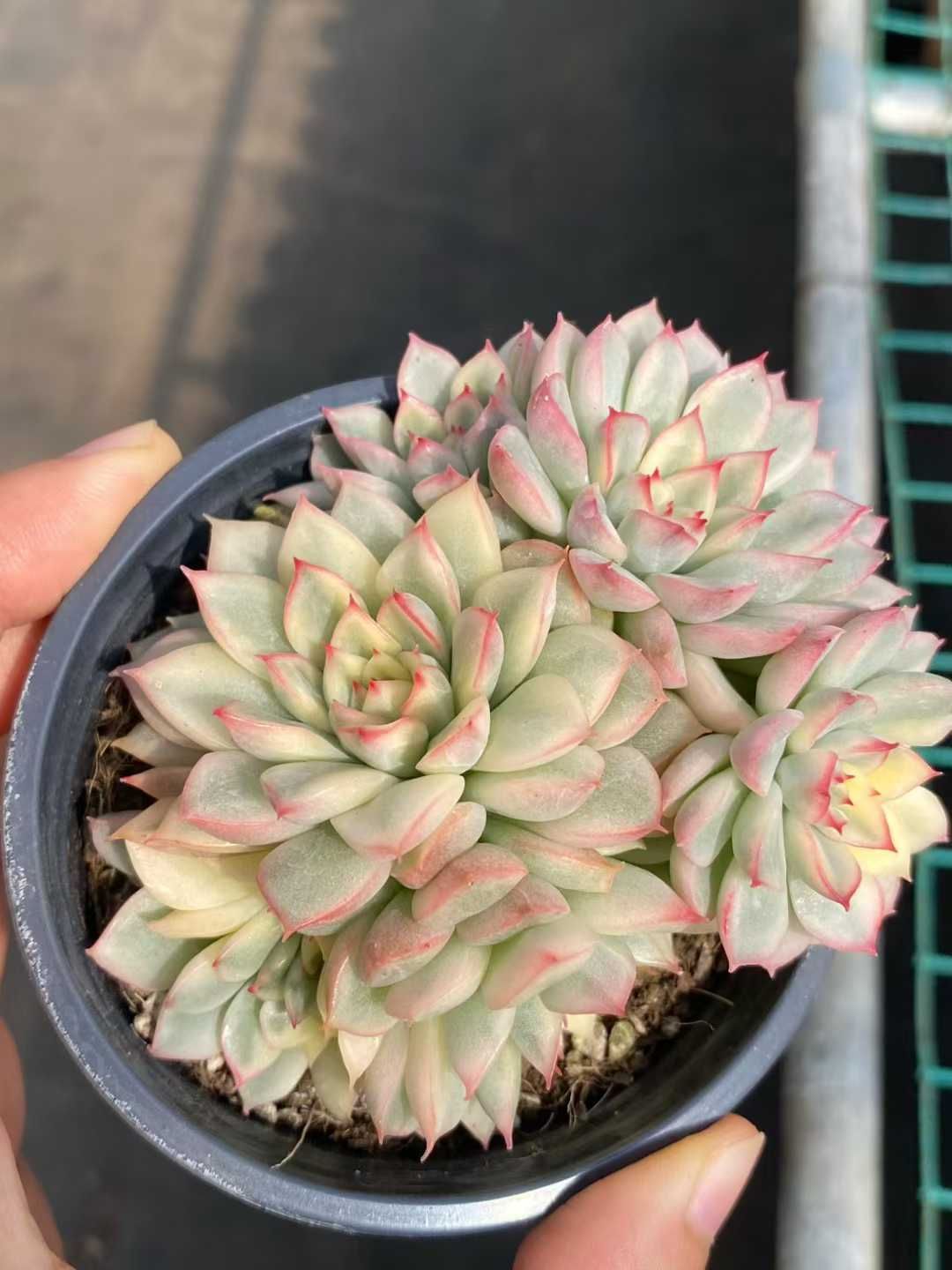 24株の抜き苗セット メービナ錦 多肉植物 佐川急便発送 エケベリア 韓国苗 MY 862