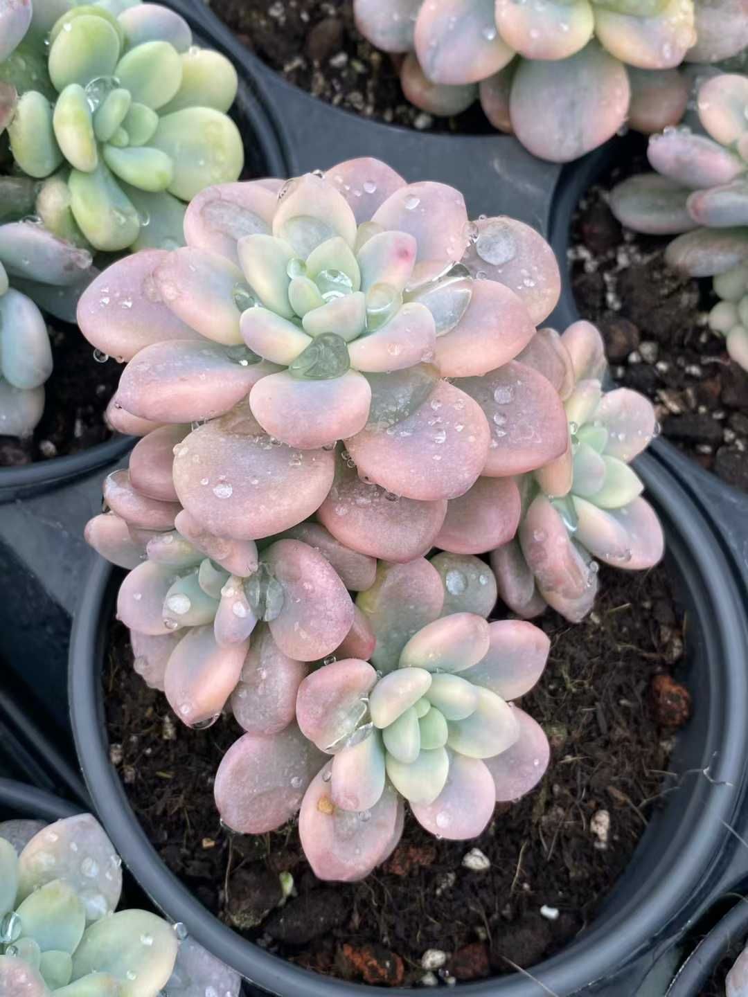 12株の抜き苗セット】ローシン錦 多肉植物 佐川急便発送 エケベリア