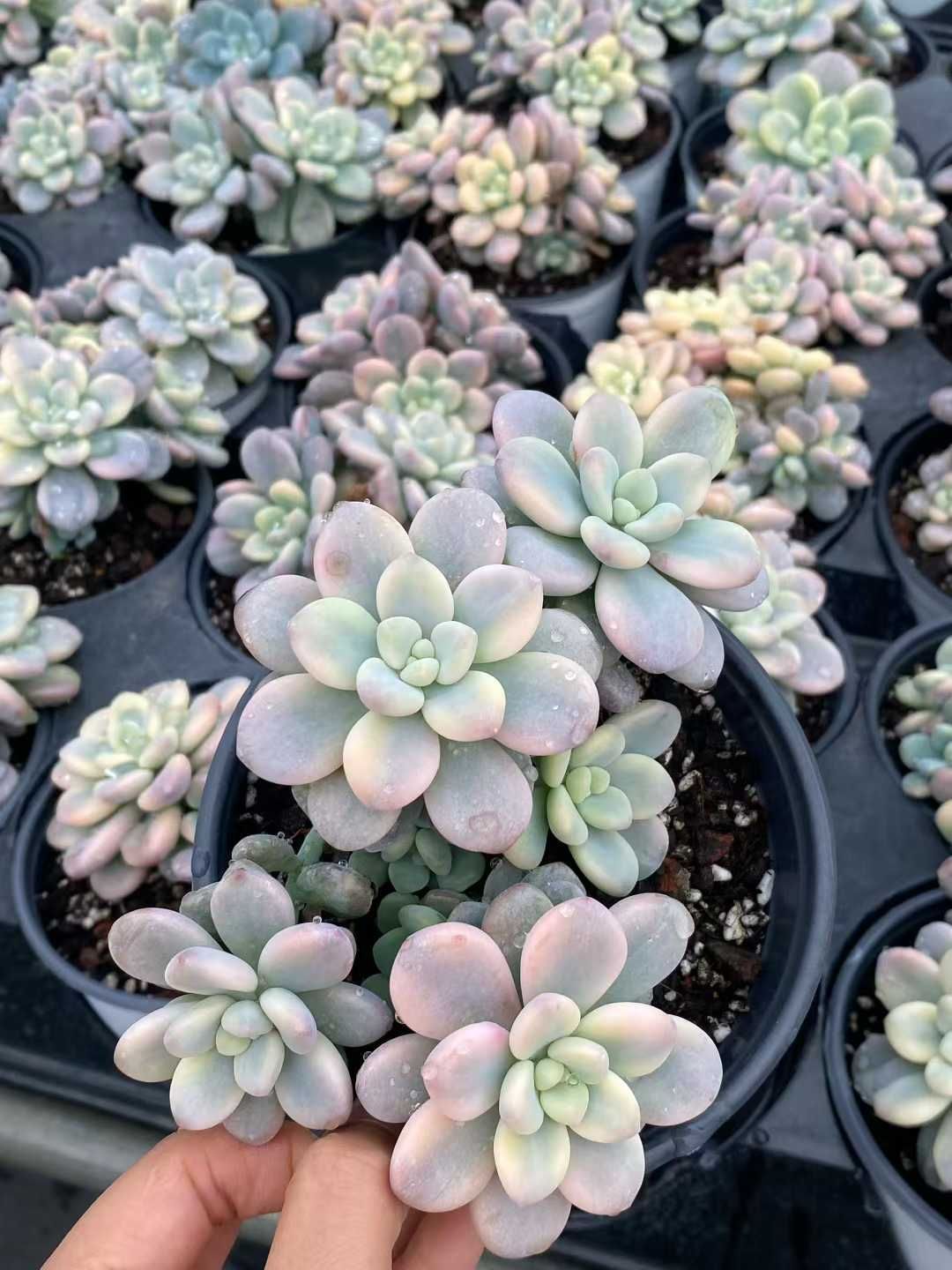 多肉植物　韓国苗　リファー 多肉植物 韓国苗 リファー 【公式通販】