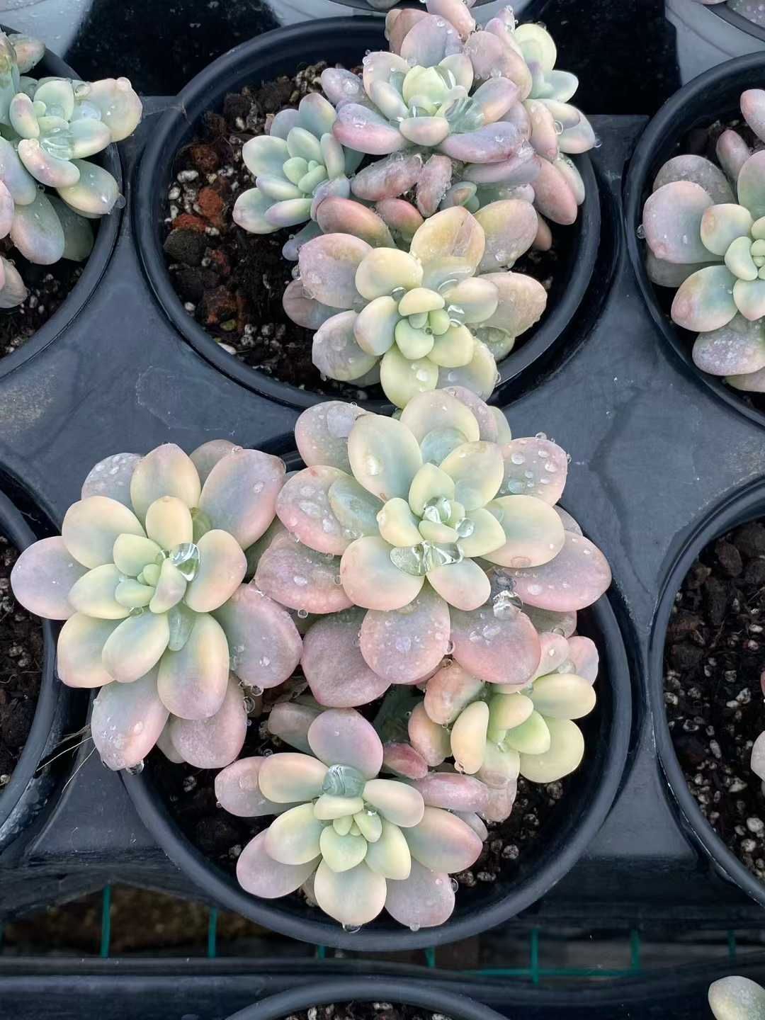 12株の抜き苗セット】ローシン錦 多肉植物 佐川急便発送 エケベリア