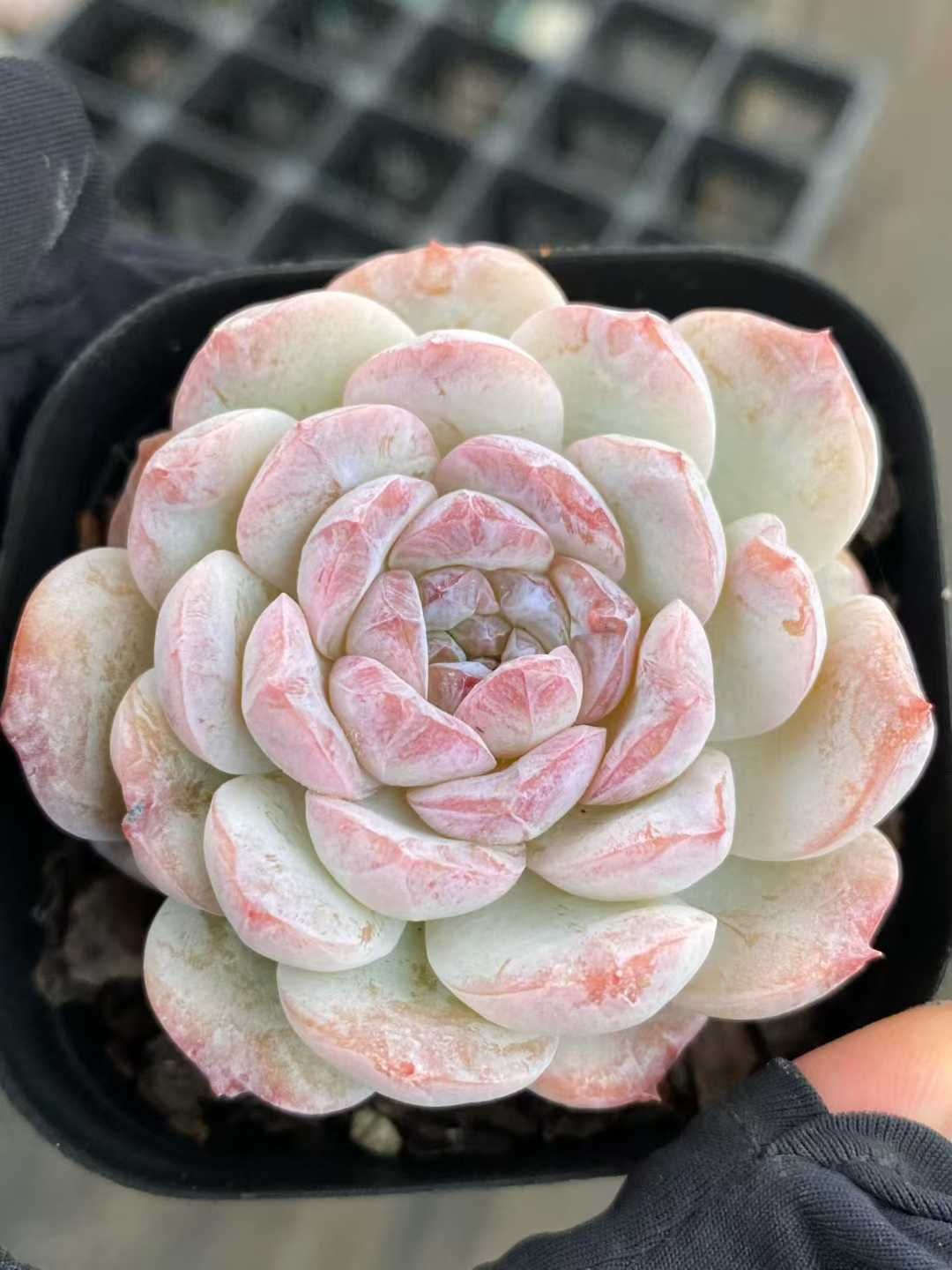 50株の抜き苗セット カプチーノ 多肉植物 佐川急便発送 エケベリア 韓国苗 MY 865