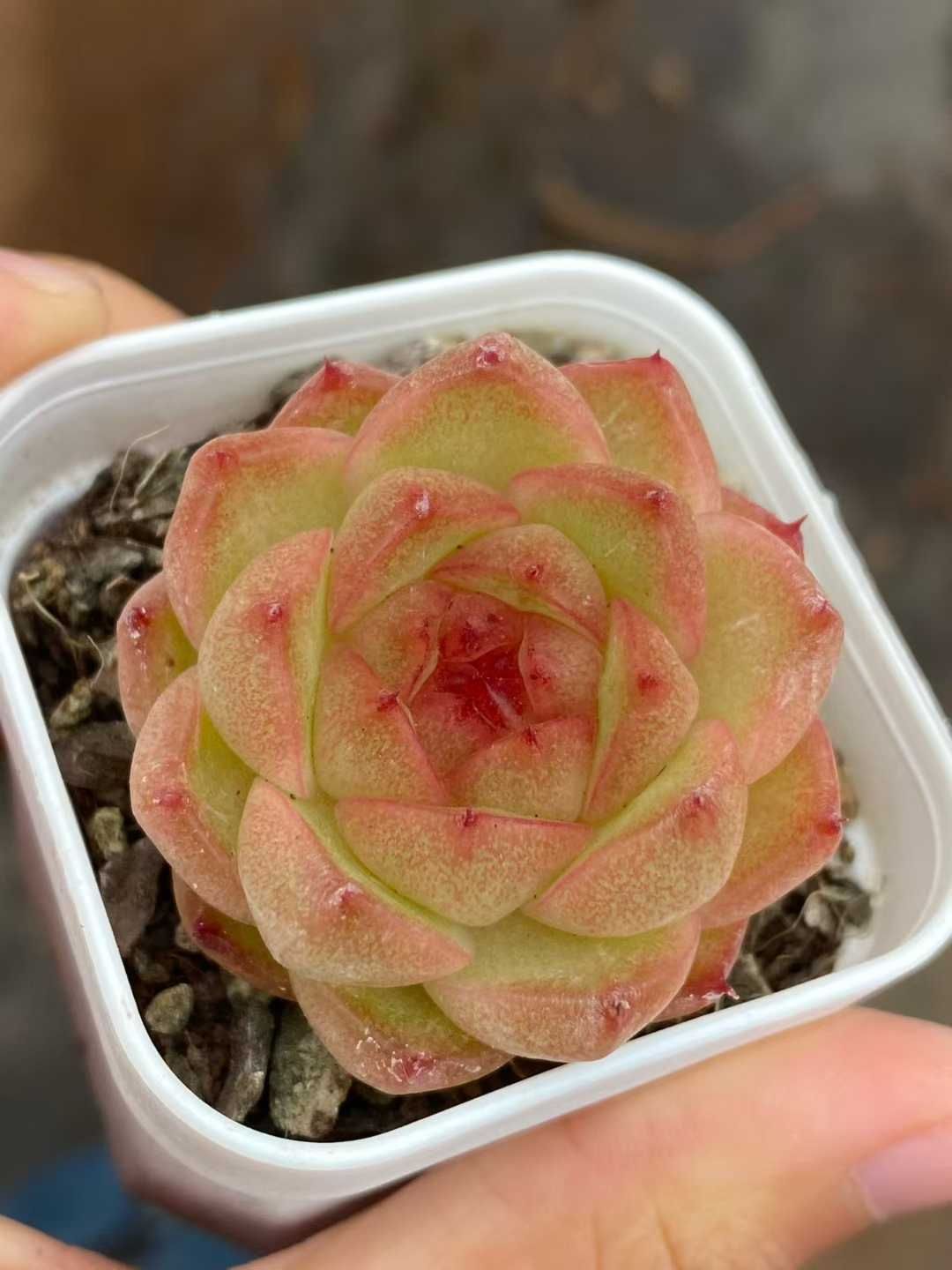 24株の抜き苗セット オレンジピンク 多肉植物 佐川急便発送 エケベリア 韓国苗 MY 866