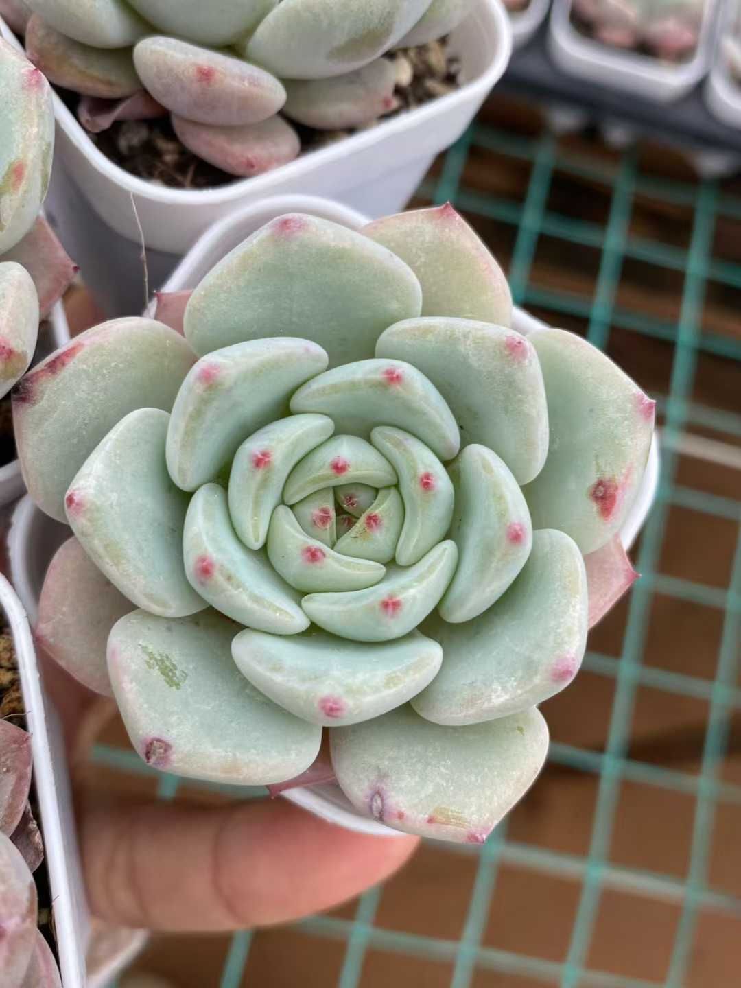 50株の抜き苗セット フワフワ ポッチャリ 多肉植物 佐川急便発送 エケベリア 韓国苗 MY 868