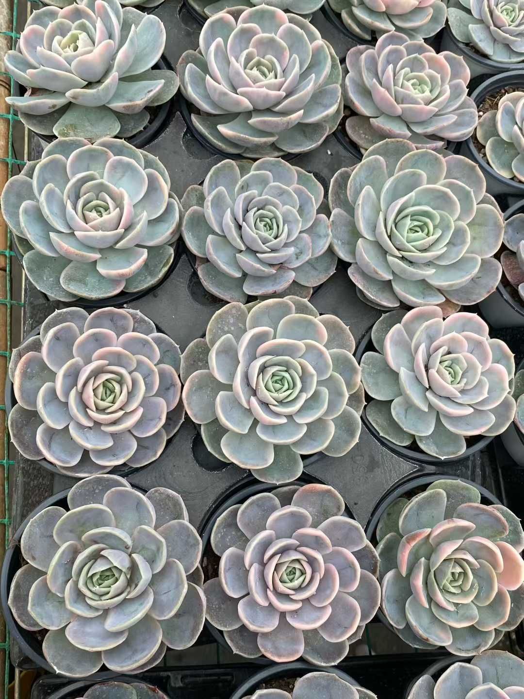 24株の抜き苗セット】ブルーサプライズ錦 多肉植物 佐川急便発送