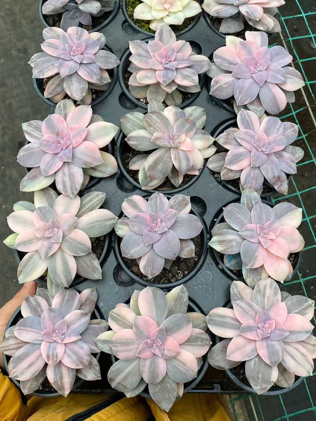 24株の抜き苗セット】スーパーバム錦 多肉植物 佐川急便発送