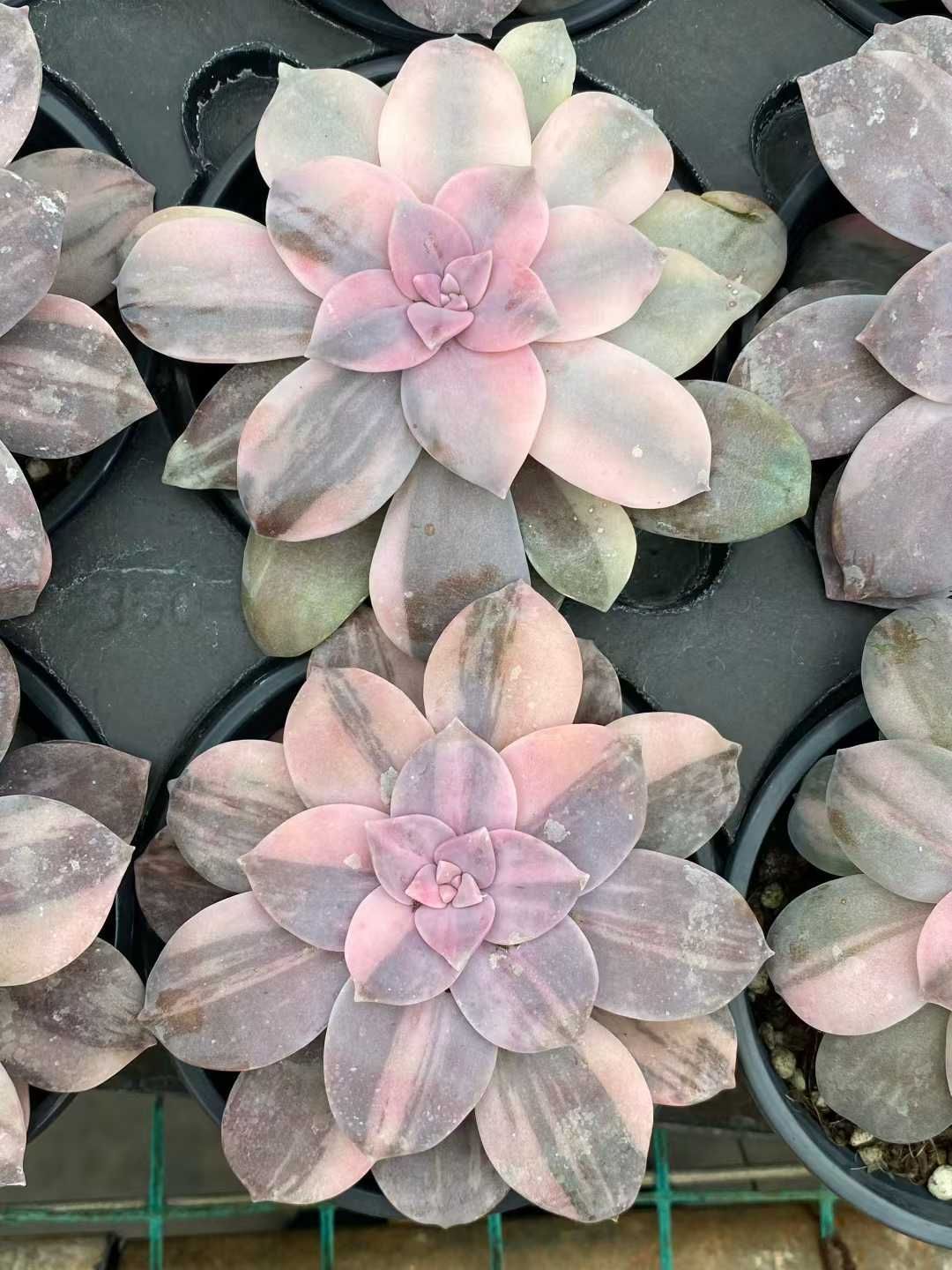 24株の抜き苗セット】スーパーバム錦 多肉植物 佐川急便発送