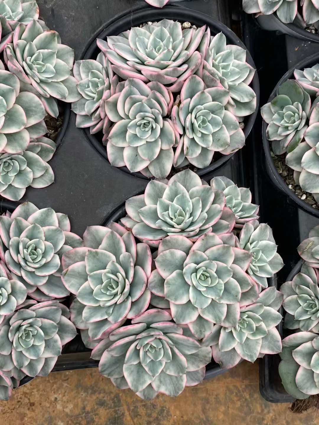 12株の抜き苗セット】アトランティス錦 多肉植物 佐川急便発送