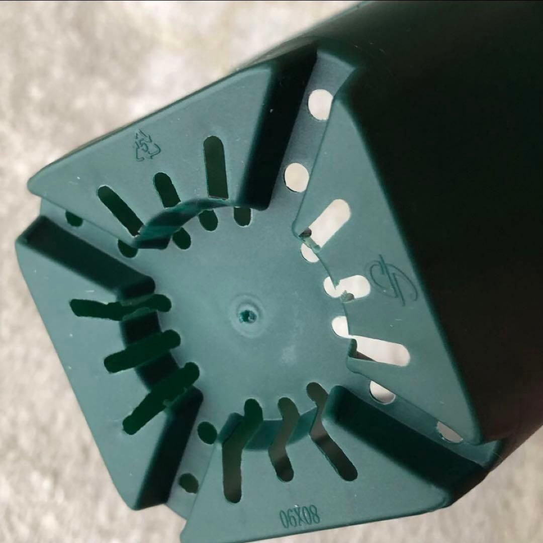 正方形 育苗ポット 3.1インチ 100個 多肉植物 プラスチック 保育園 正方形 育苗ポット グリーン 100個 - メルカリ