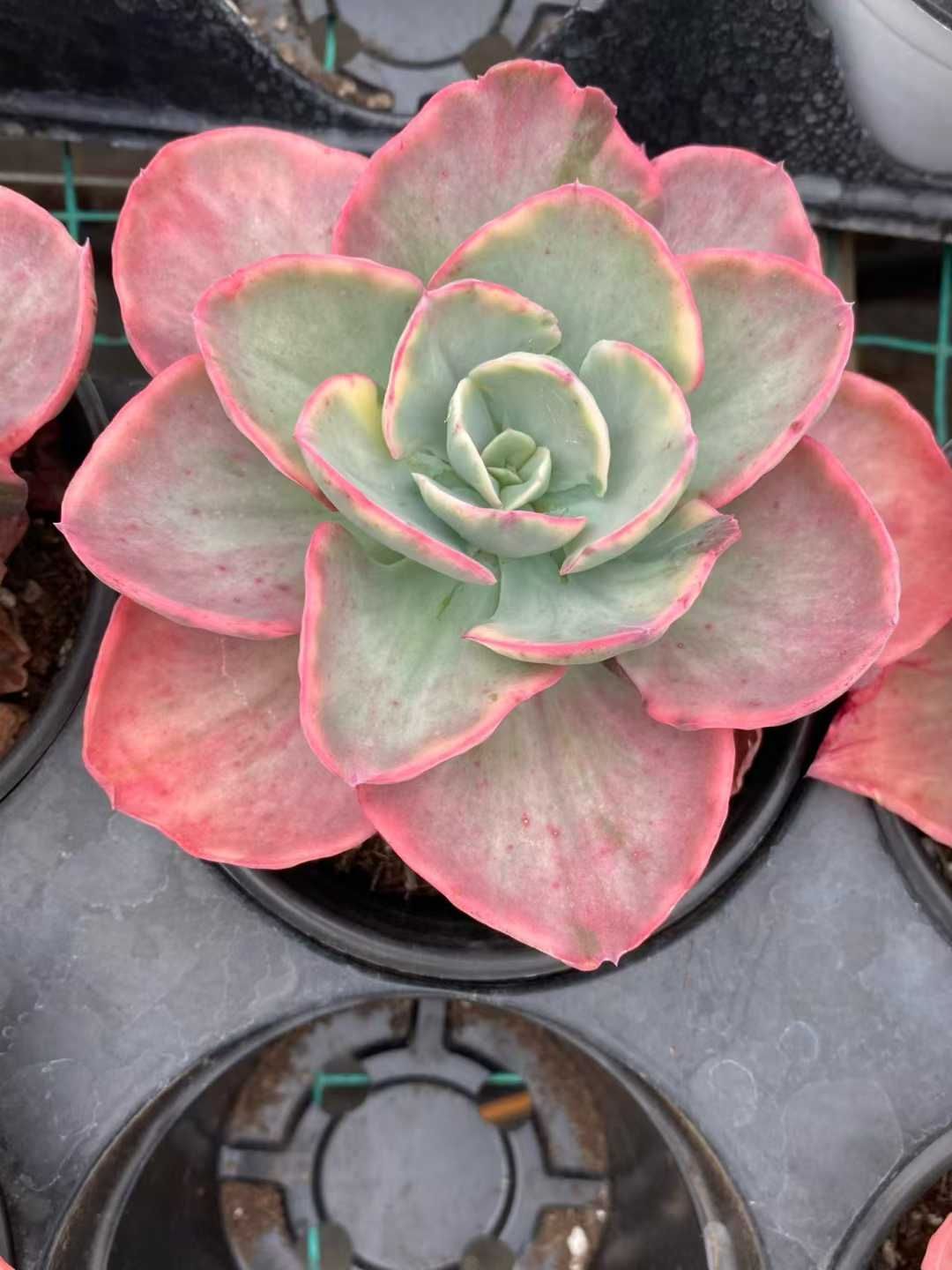 15株の抜き苗セット ディックライト 多肉植物 佐川急便発送 エケベリア 韓国苗 MY 877