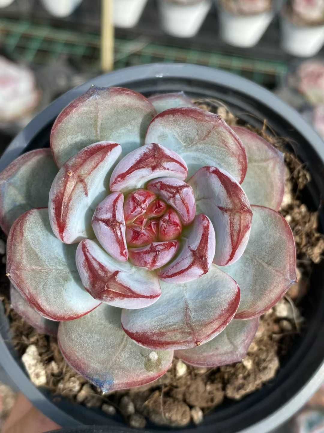 18株の抜き苗セット ロマンティック 多肉植物 佐川急便発送 エケベリア 韓国苗 MY 880