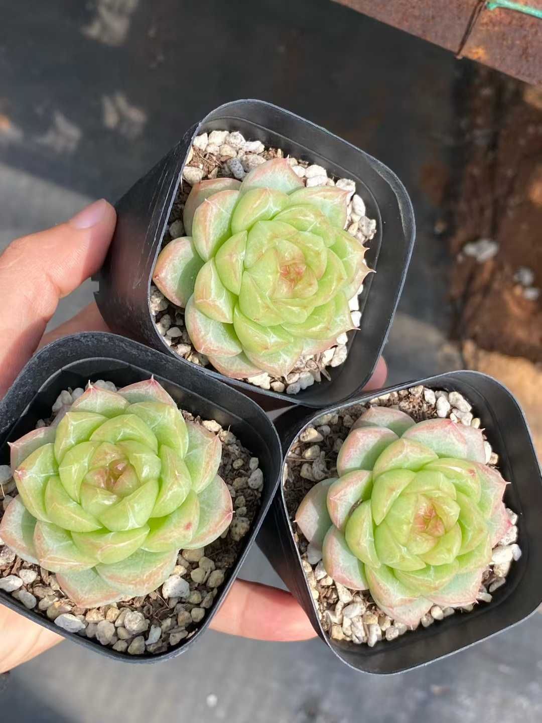 24株の抜き苗セット】グリーンハート 多肉植物 佐川急便発送