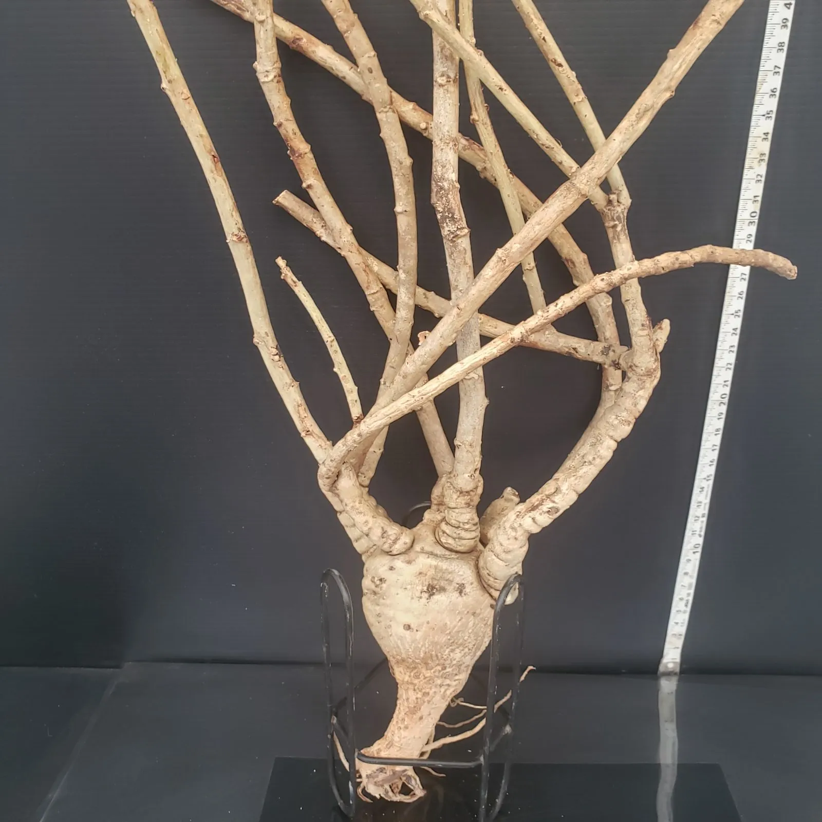 F327【新着】Jatropha スピカータ （現地球・抜き苗）【塊根植物 