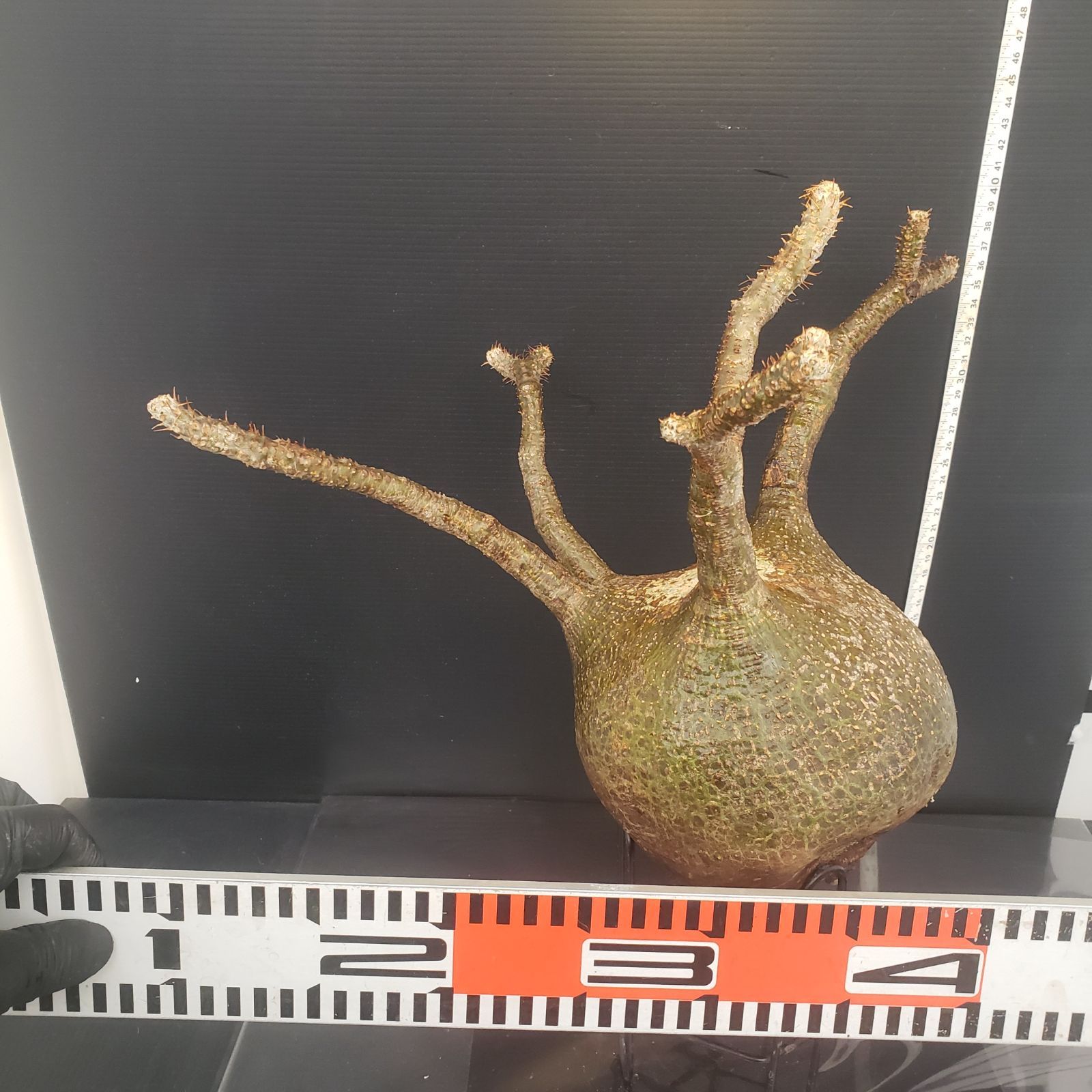 ☆発根済み☆ 抜き苗発送 パキポディウムグラキリ ☆発根済み☆ 抜き苗