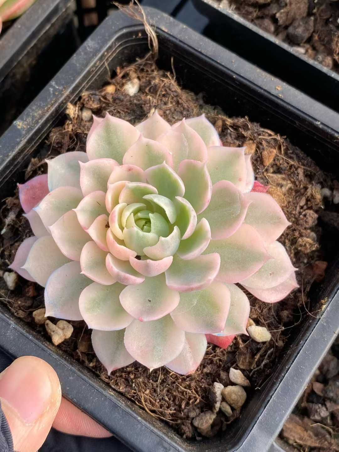 12株の抜き苗セット】砂漠ローズ錦 多肉植物 佐川急便発送 エケベリア