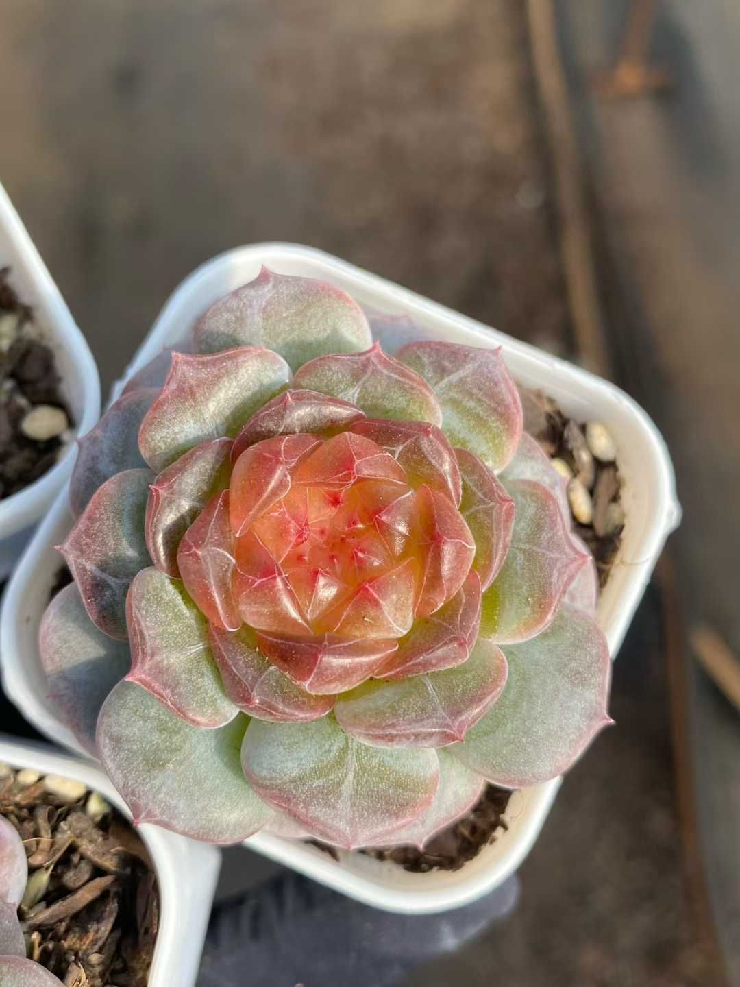 24株の抜き苗セット】レッドハート 多肉植物 佐川急便発送 エケベリア